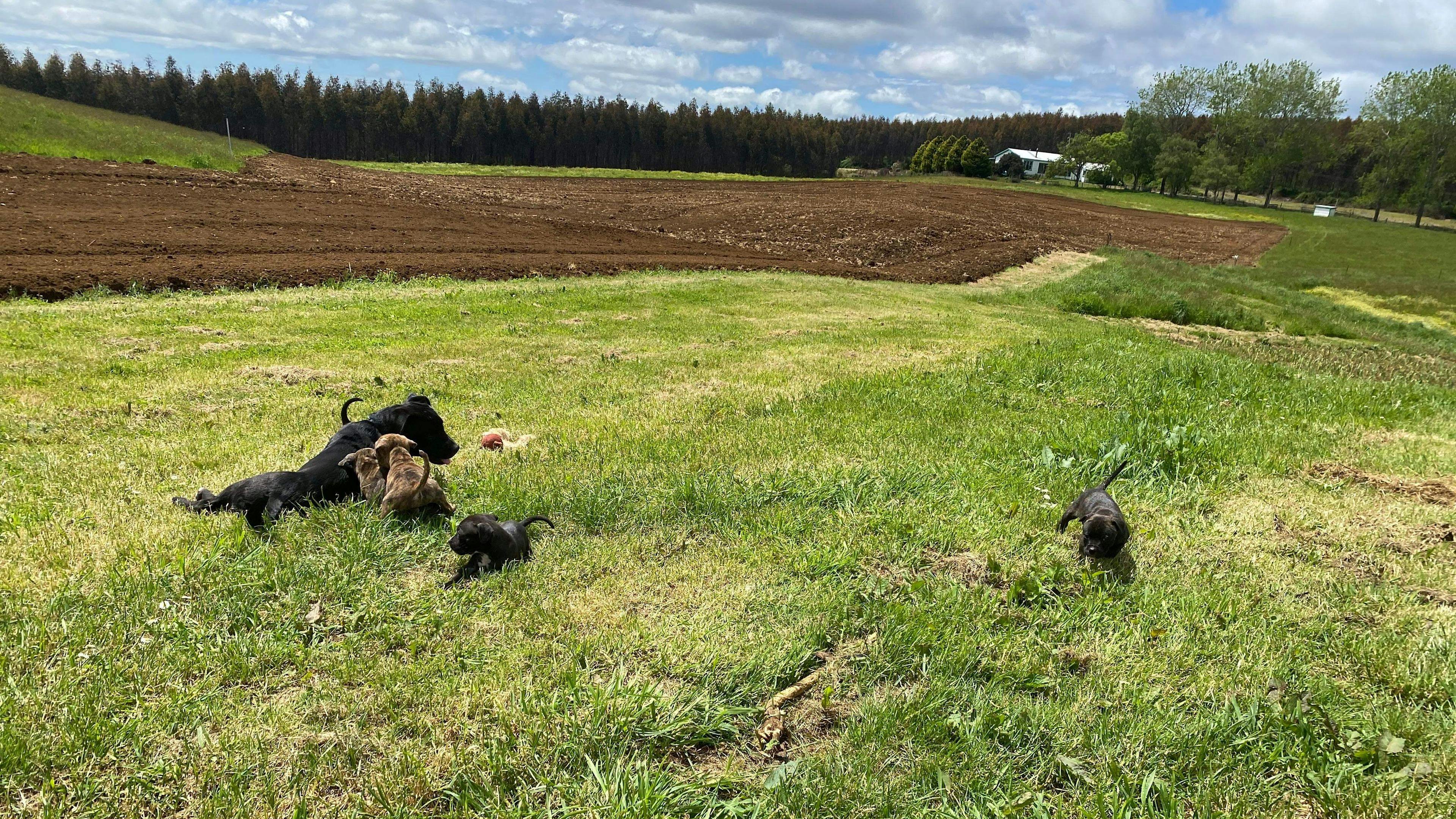 Japa Hill Farm and Animal Sanctuary