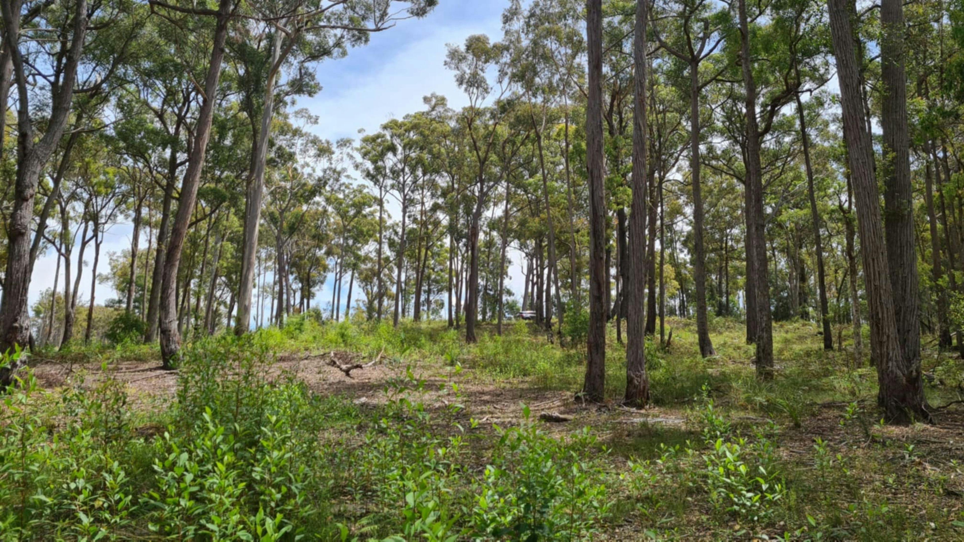 Silvertop Ash Bush Block