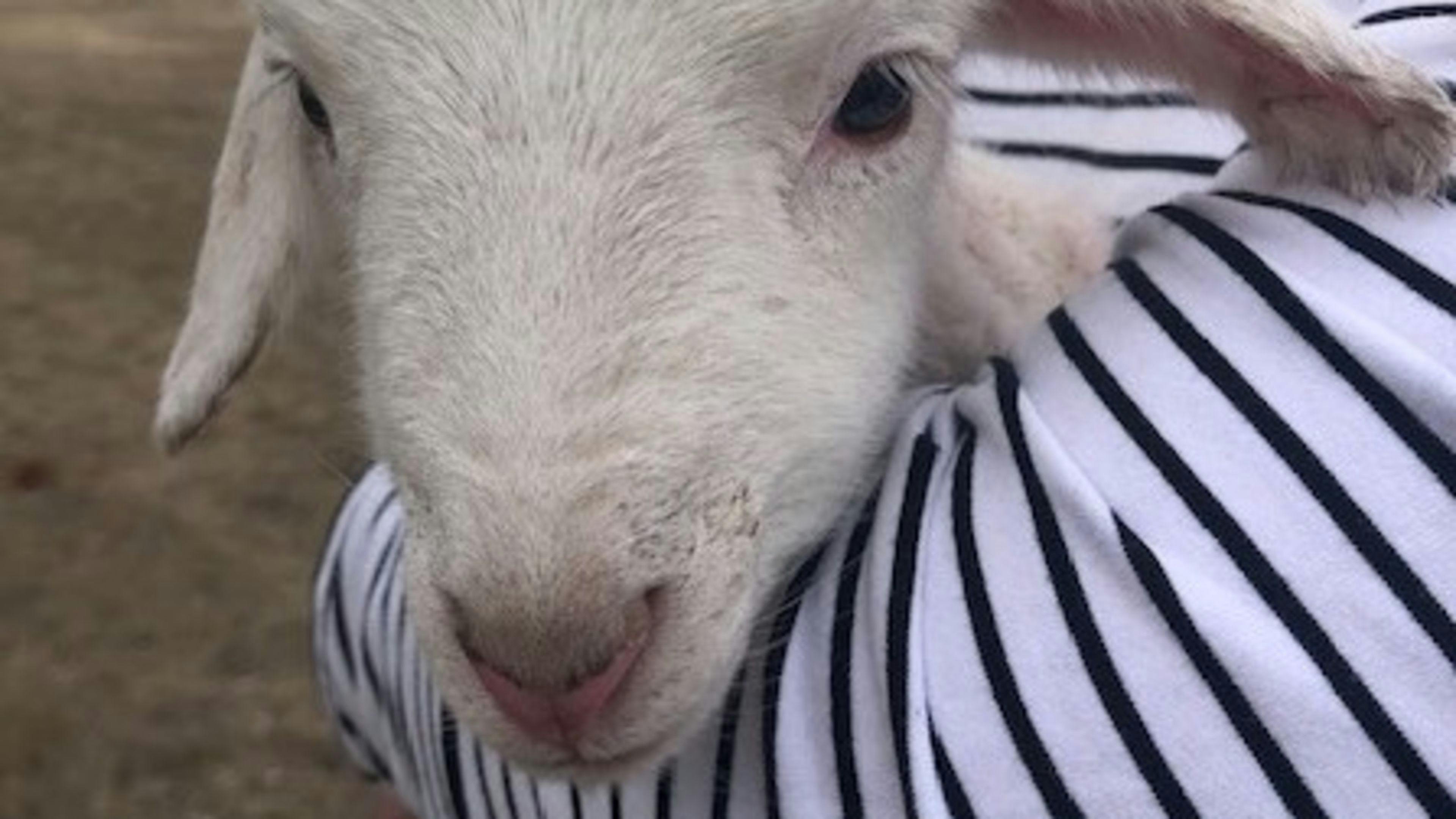 Baby lamb