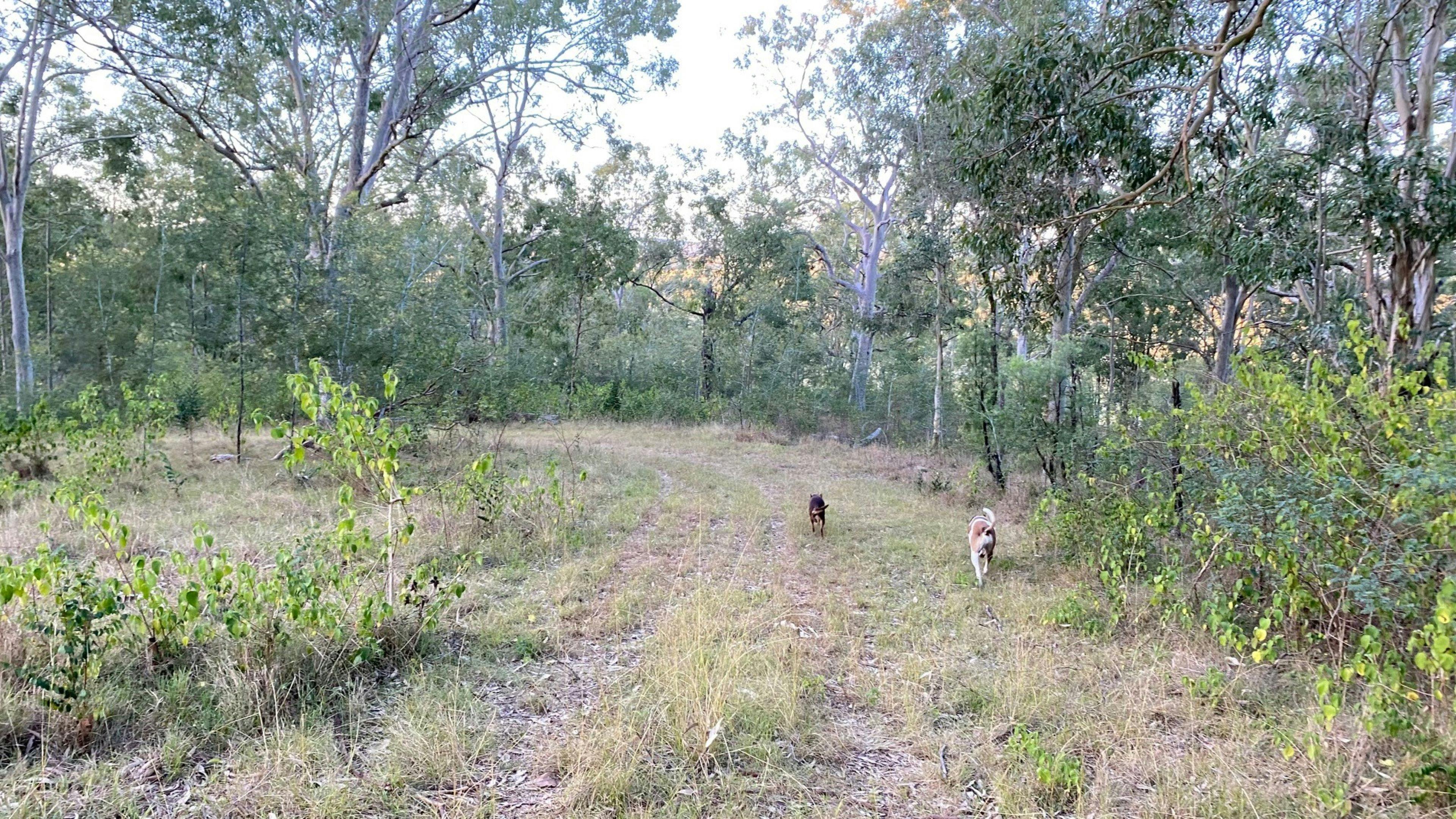 our 2 dogs at the camp site