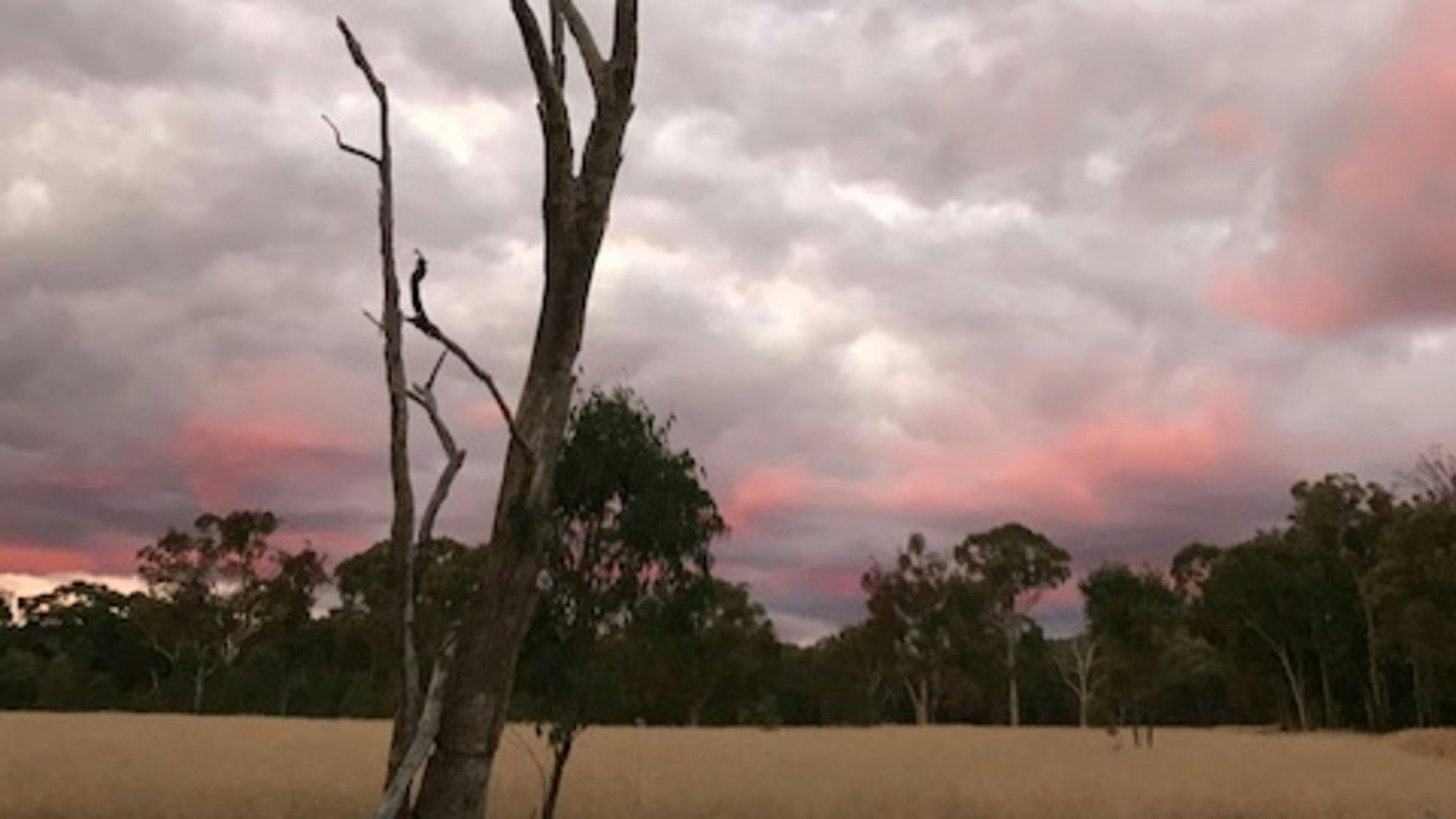 Dusk is frequently a blushing sky.