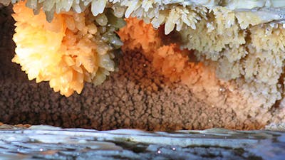 Jersey Cave decorations, at Yarrangobilly Caves in Kosciuszko National Park. Photo: Elinor Sheargold