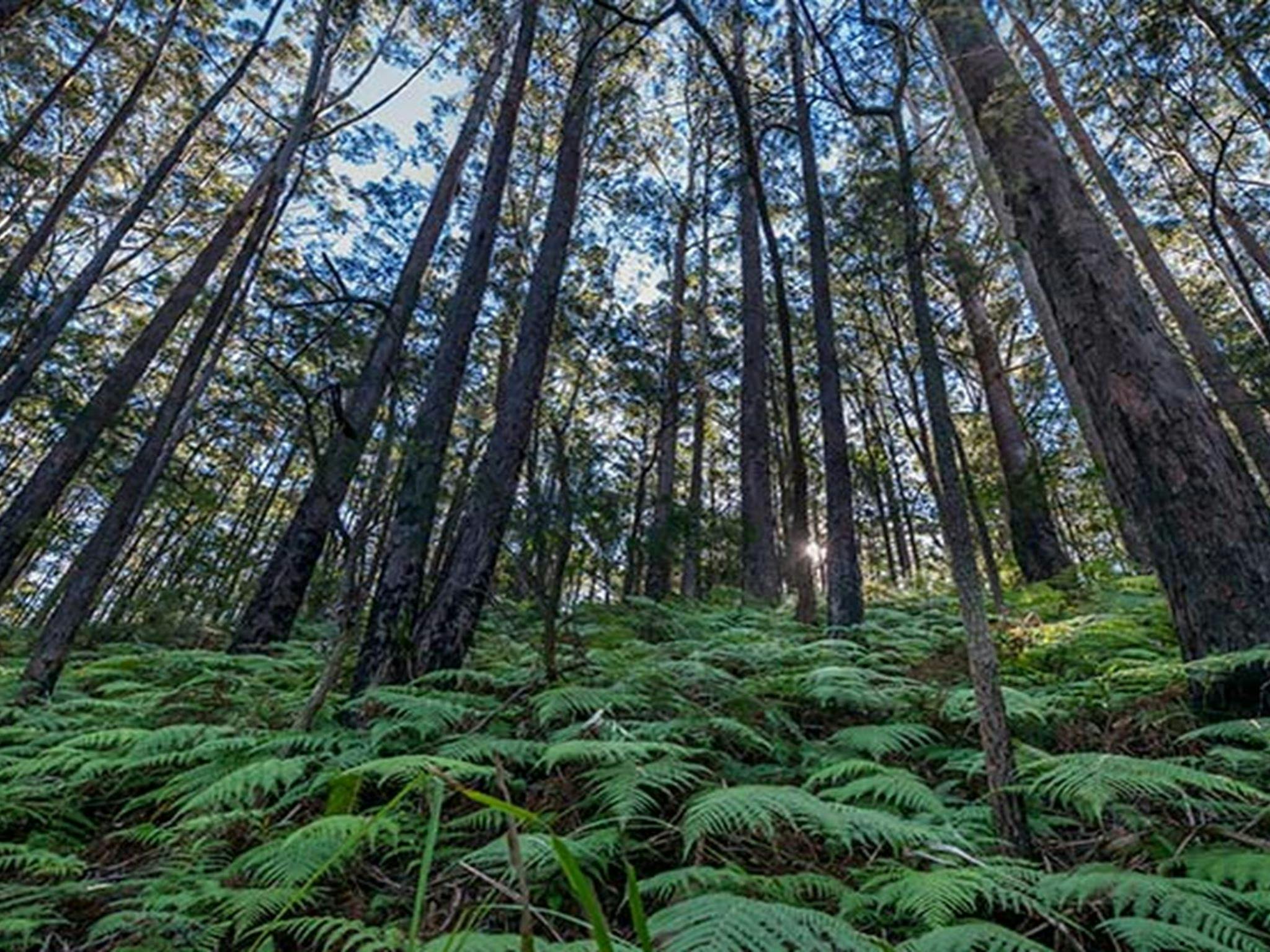 Jilliby State Conservation Area. Photo: John Spencer/OEH