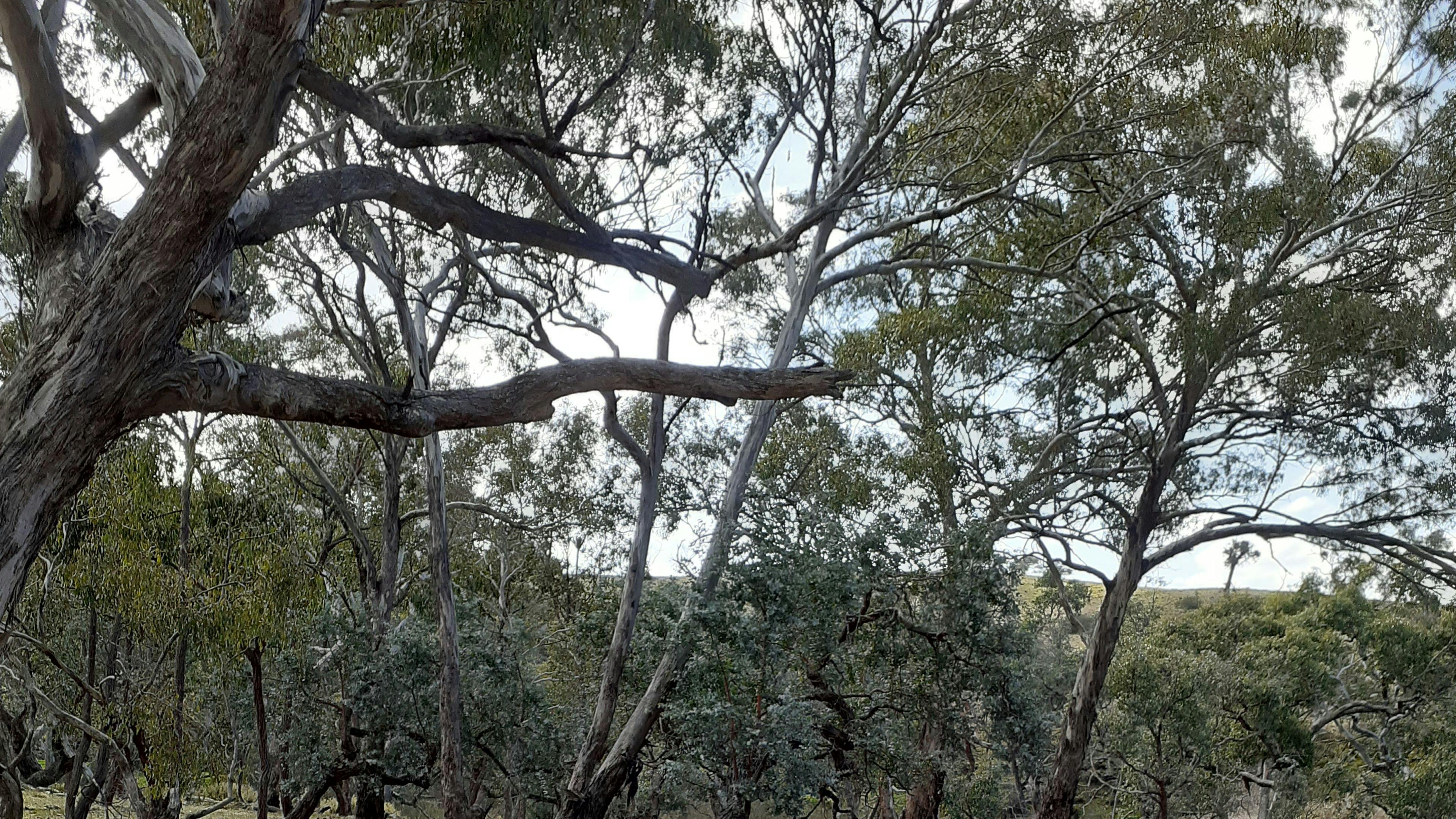 야스 강의 고립