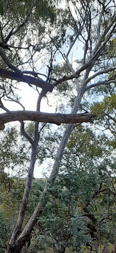 Yass River seclusion