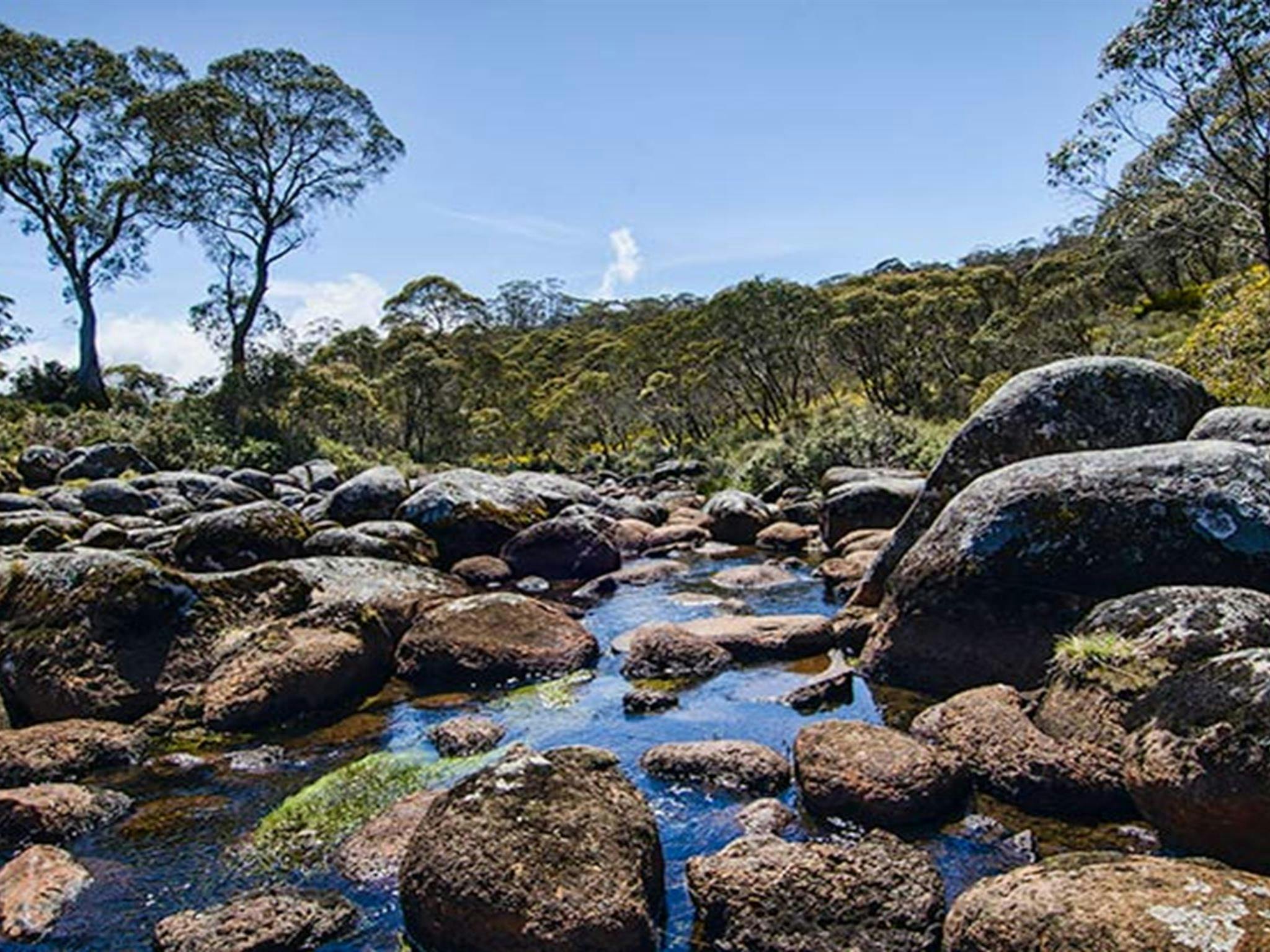 Junction Pools campground, Barrington Tops National Park. Photo: John Spencer/NSW Government