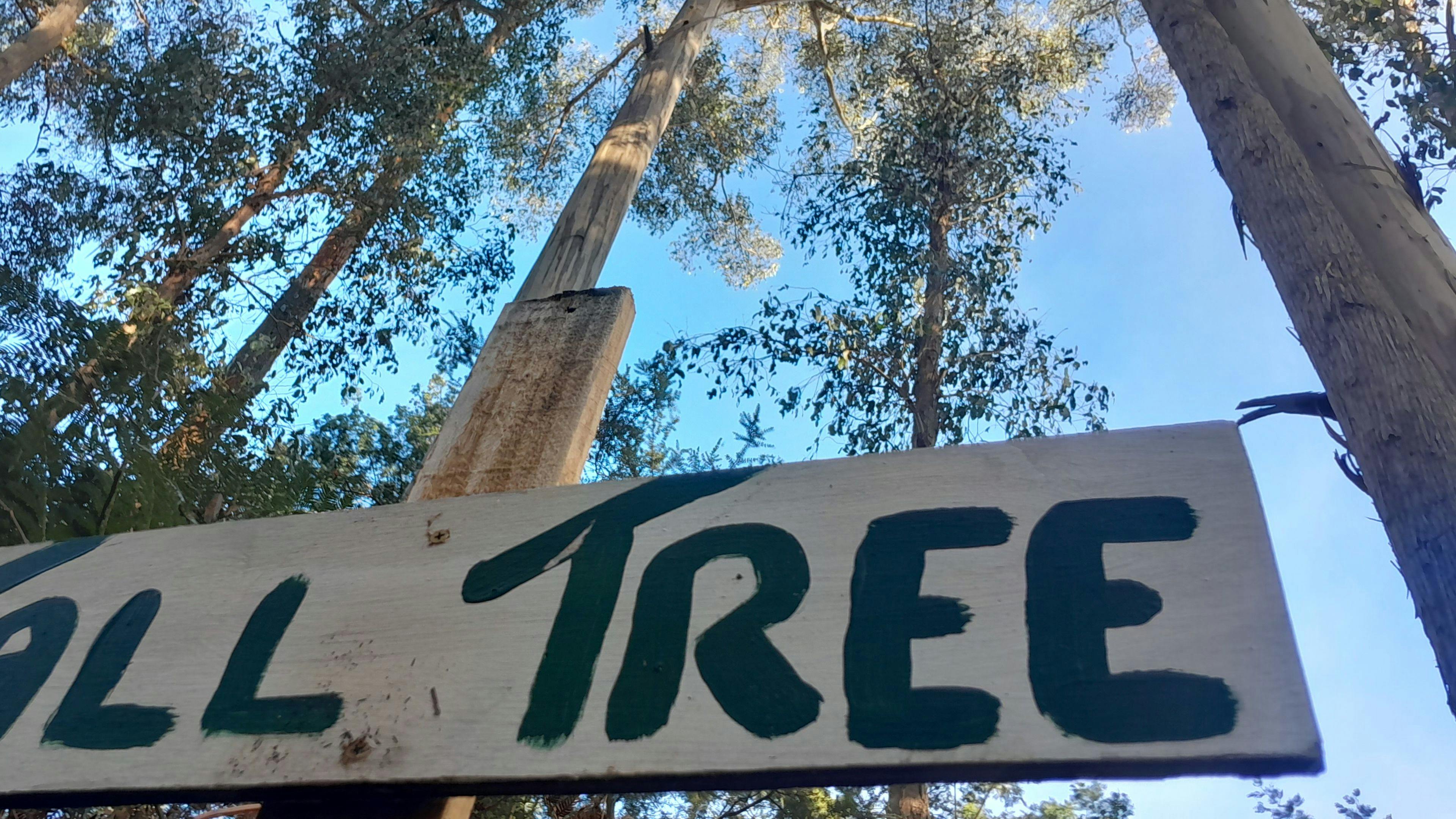 Slightly left of centre see. That is indeed, The Tall Tree.