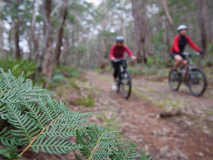 Two cyclists on Boyd River loop trail in Kanangra-Boyd National Park. Photo: Nick Cubbin &copy; DPIE