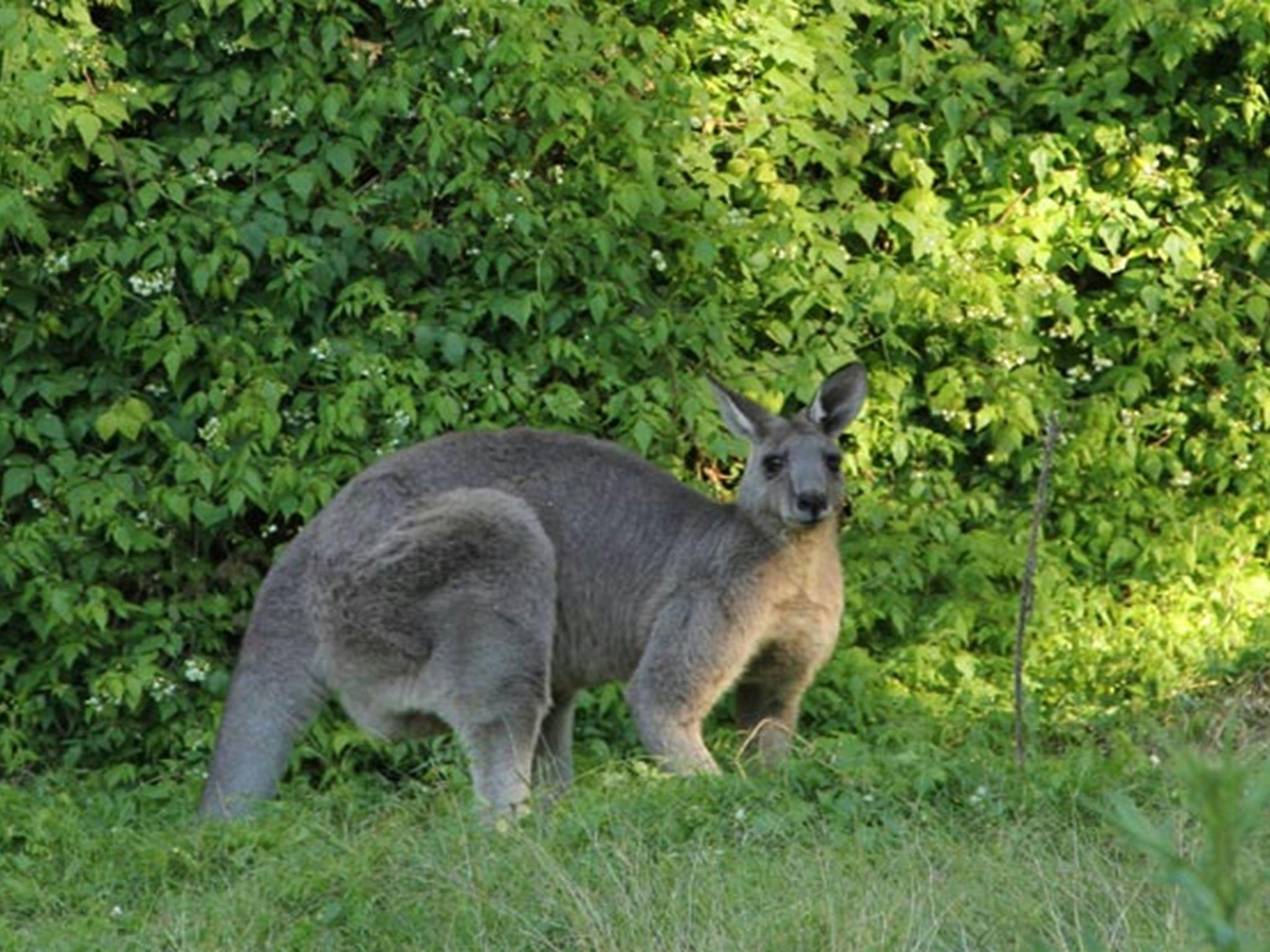 Cattai National Park