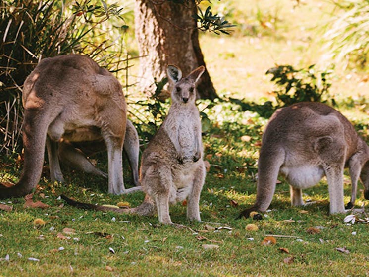 Eastern grey kangaroos in Arakoon National Park. Photo: David Finnegan/DPIE