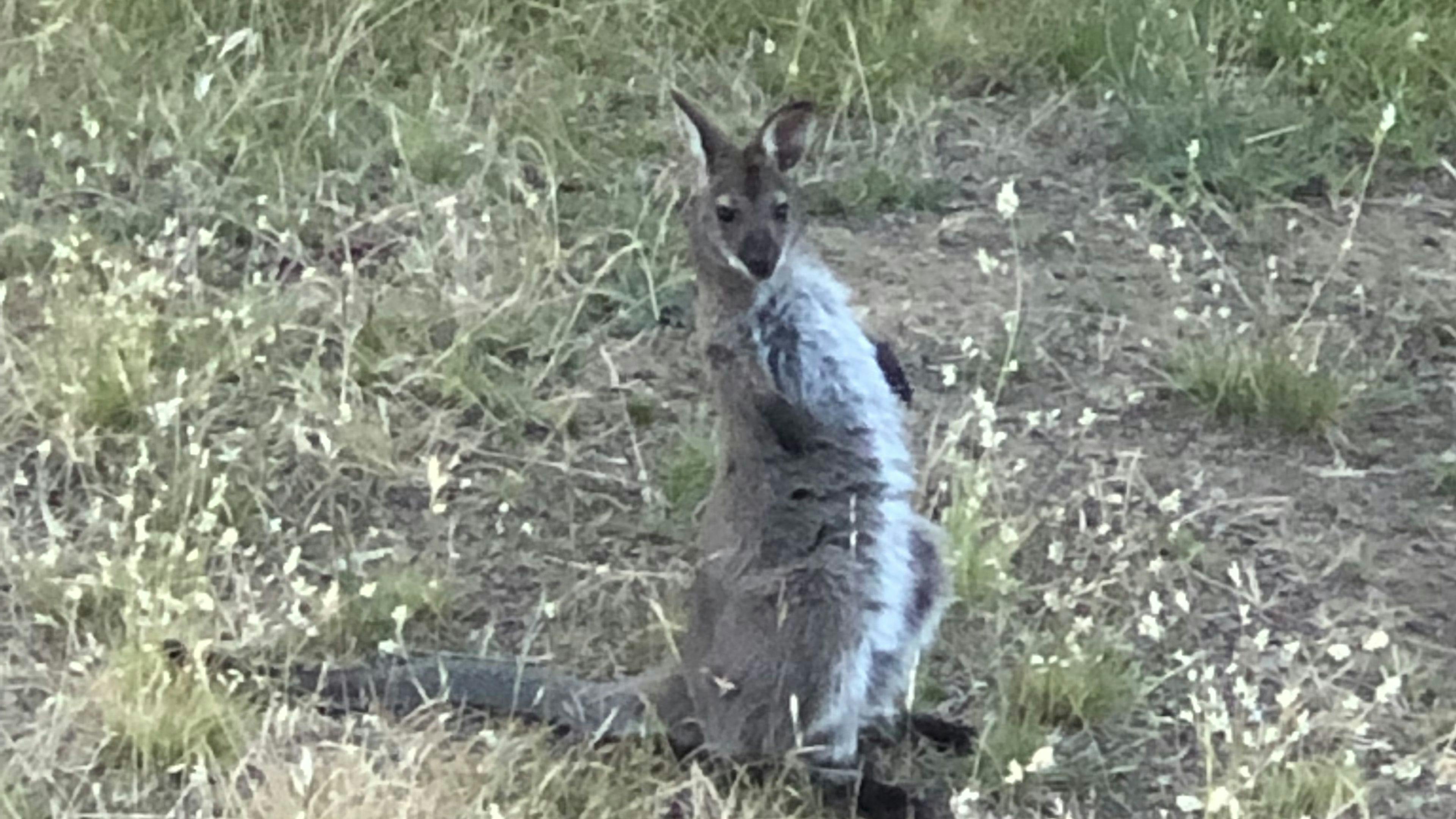 Dodges Ferry Sea Views