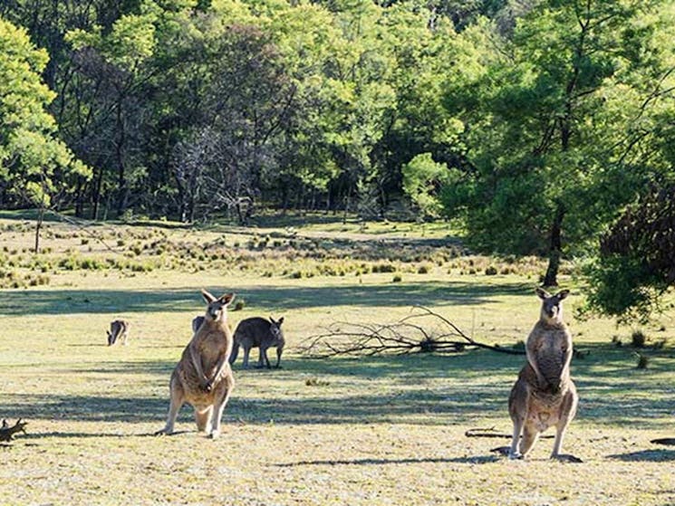 Kangaroos on the grassy flat at Kedumba River Crossing campground, Blue Mountains National Park.