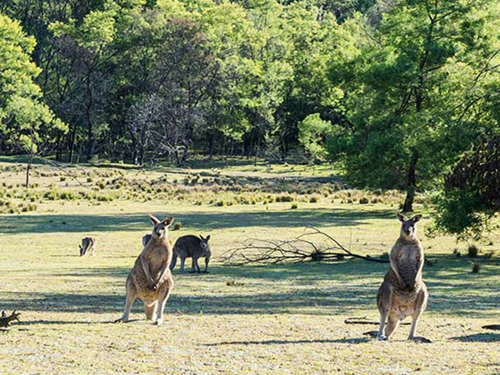 Kängurus auf der grasbewachsenen Ebene des Campingplatzes Kedumba River Crossing im Blue Mountains Nationalpark.
