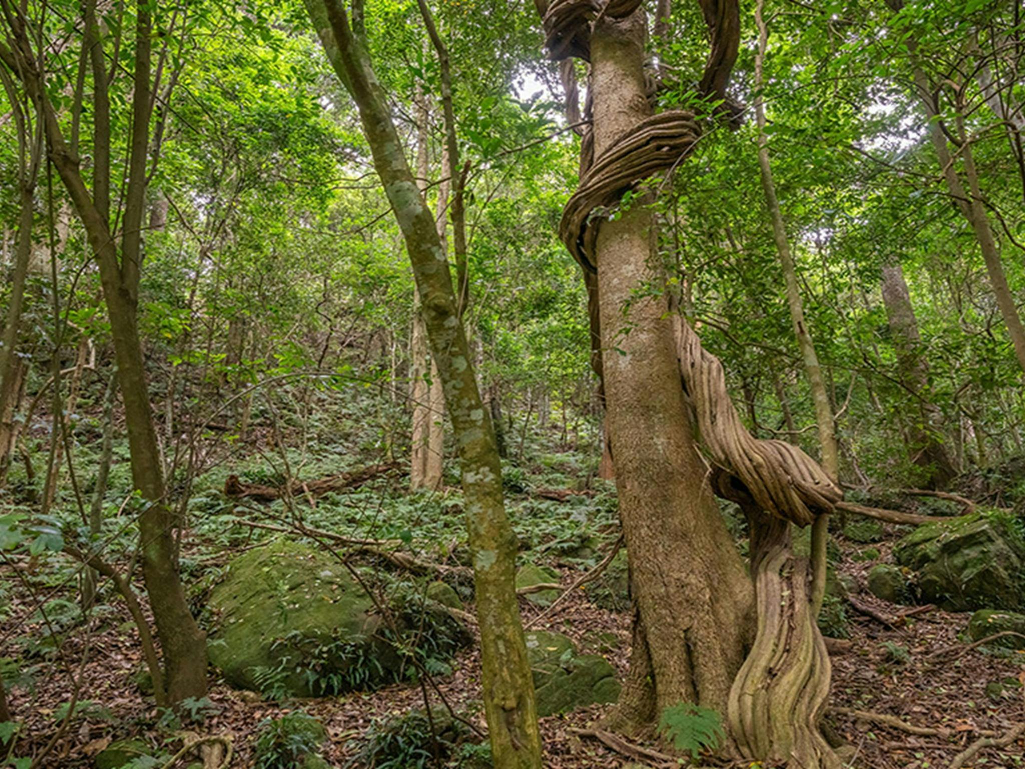 A beautiful fig winds its way around another tree in tall forest on Mount Kembla. Credit: John