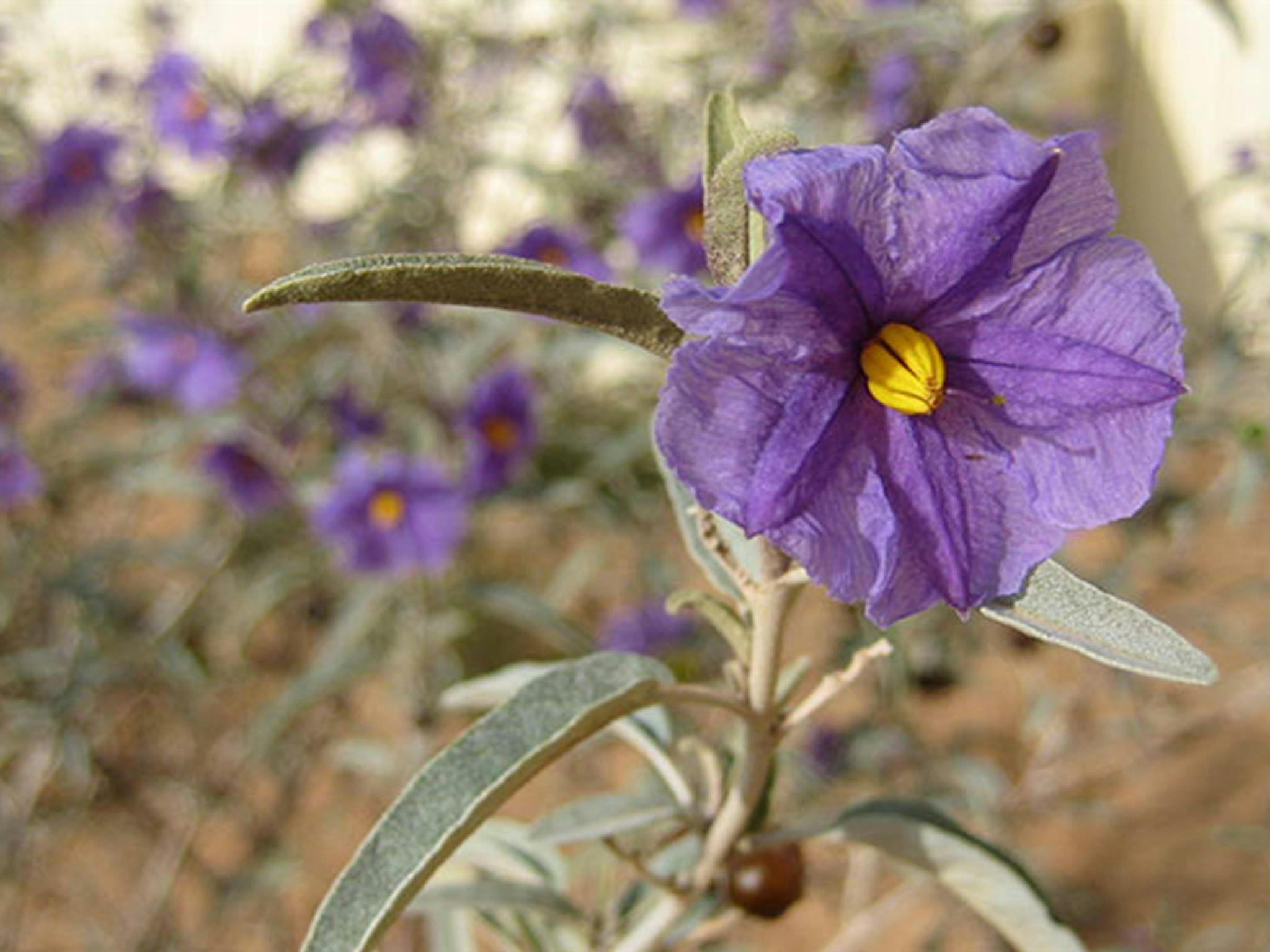 Menindee nightshade in flower in Kinchega National Park. Photo: Julieanne Doyle/DPIE