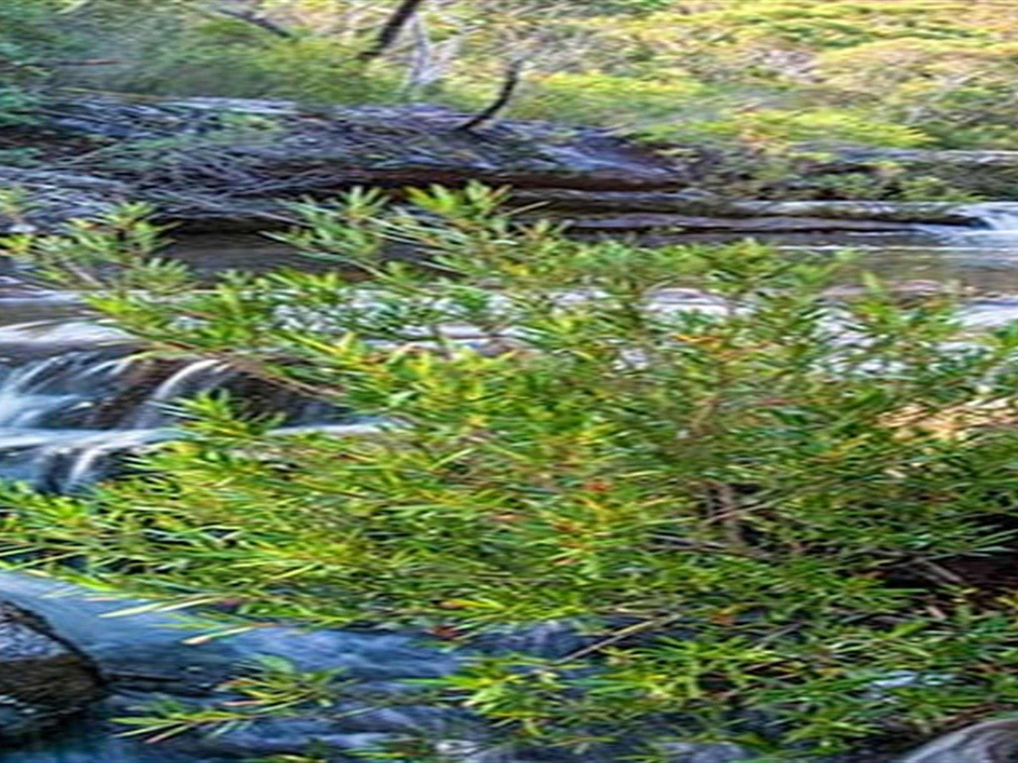 Kingfisher Pool picnic area, Heahtcote National Park. Photo: Nick Cubbin &copy; OEH