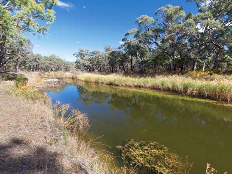 Kings Plain Creek campground, Kings Plains National Park. Photo: Robert Cleary/OEH