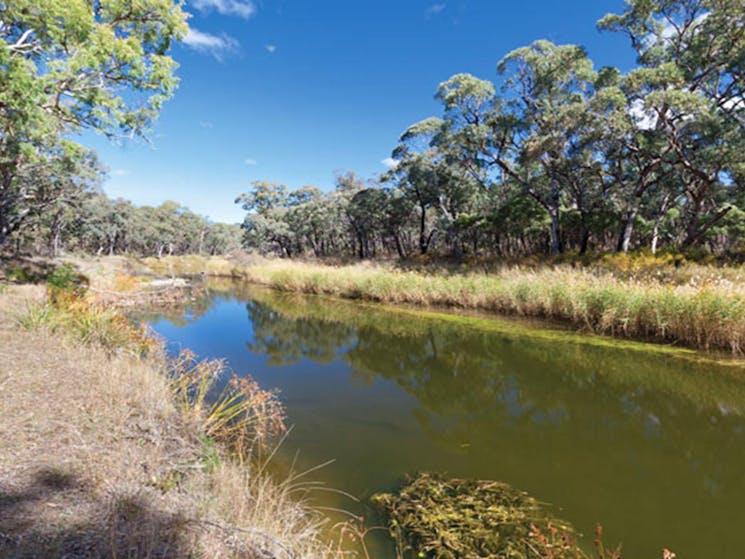Kings Plain Creek campground, Kings Plains National Park. Photo: Rob Cleary/NSW Government