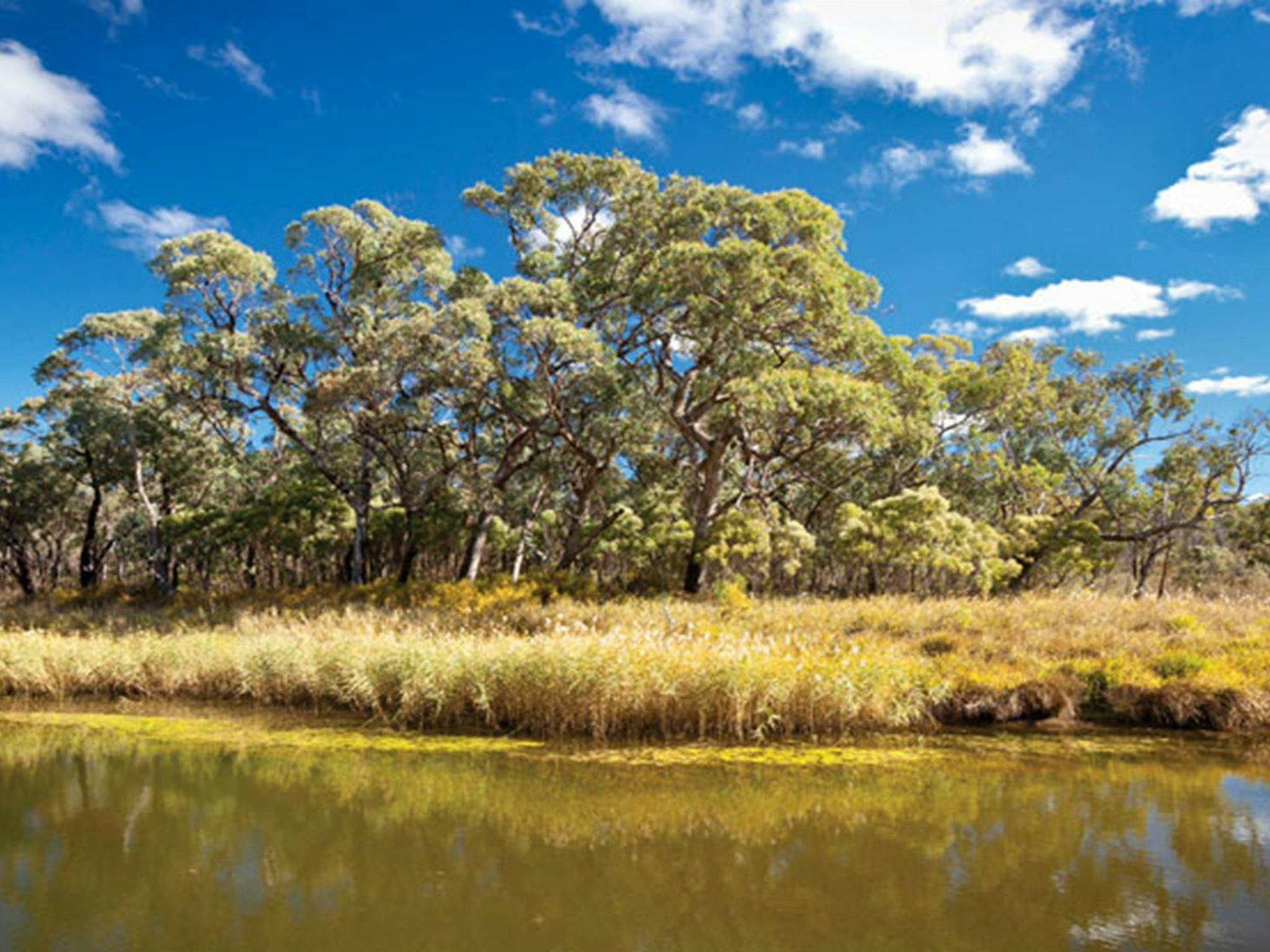 킹스 플레인 국립공원 킹스 플레인 크릭 캠핑장. 사진: Rob Cleary/NSW 정부