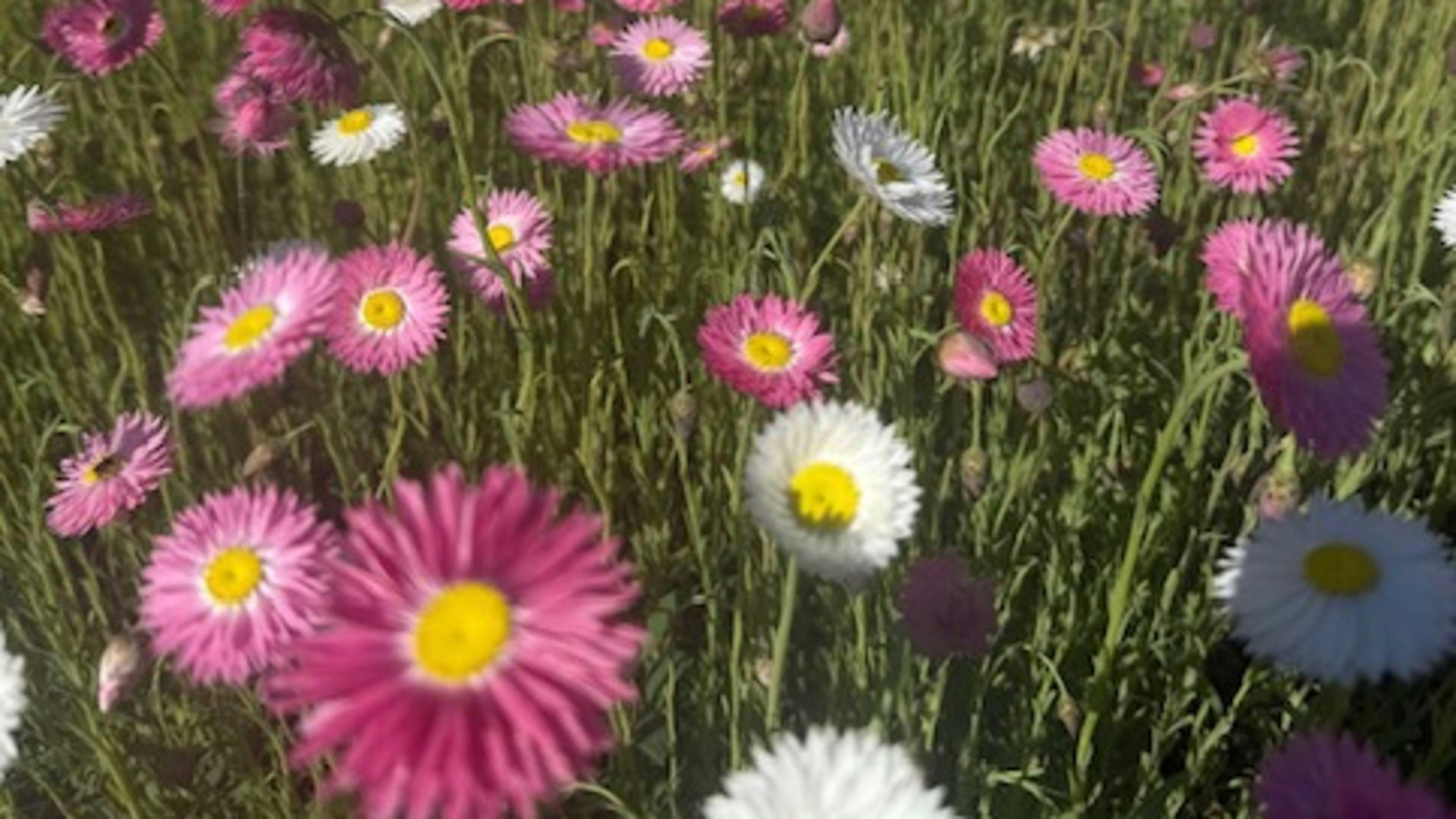 Pringy's Farm Balnagask