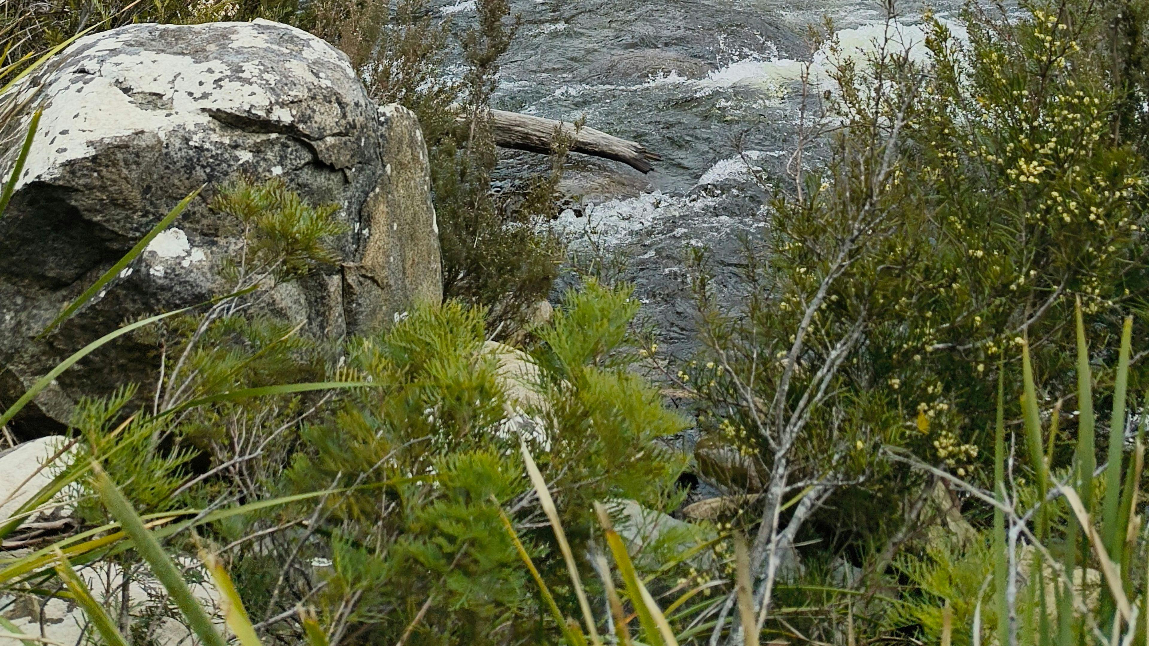 Watch the wild Broad River flow through pristine bushland.