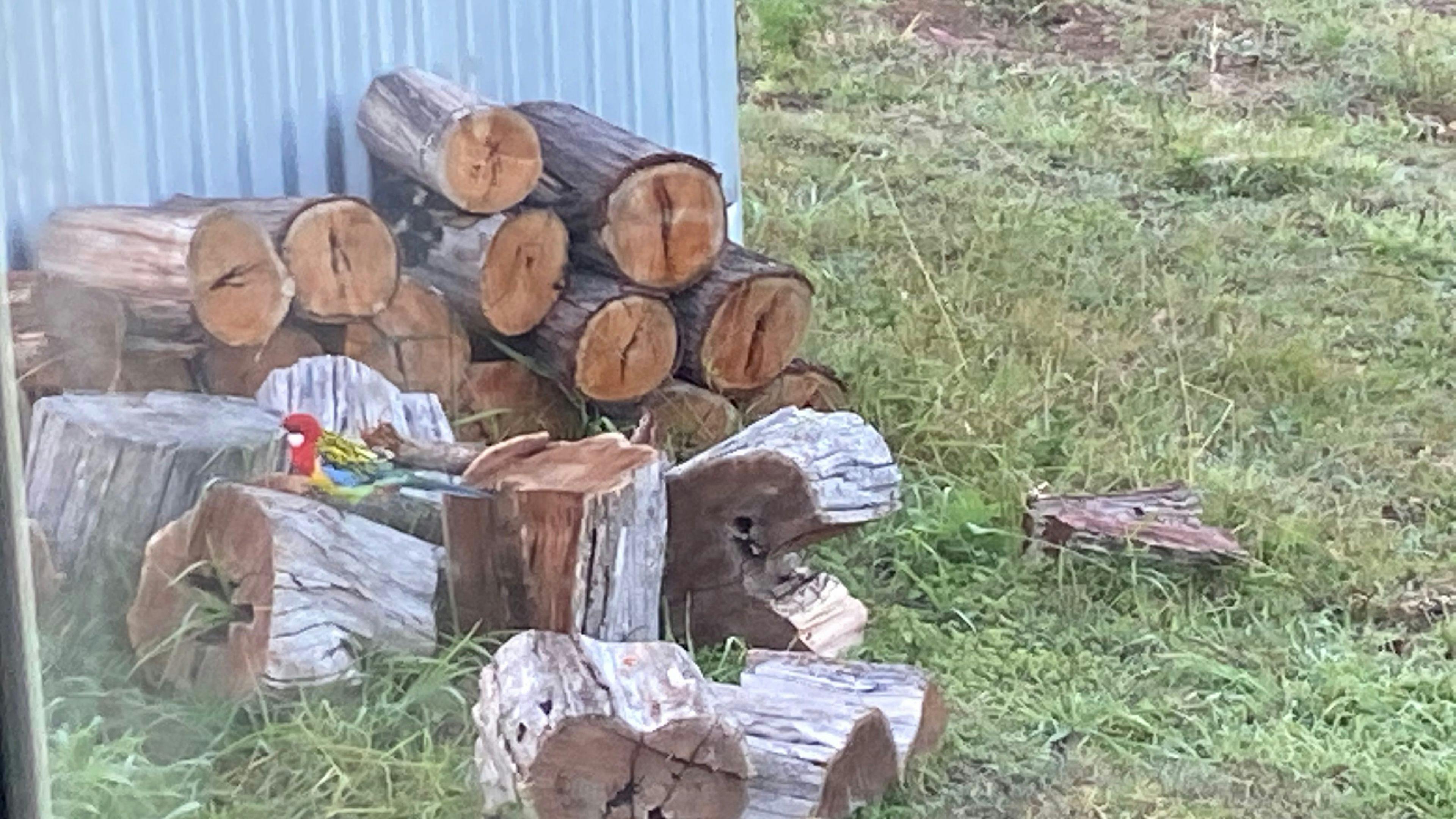 노운록 농장 카프리스 플랫