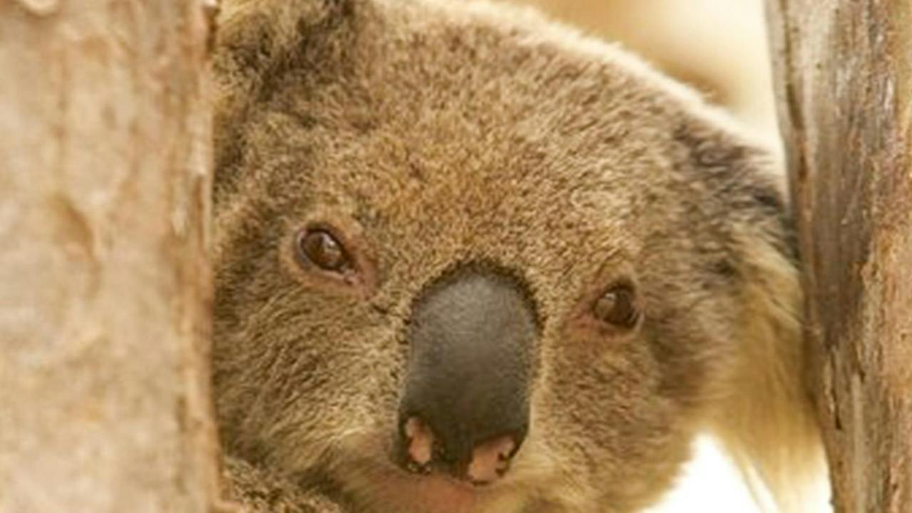 Koala picnic area