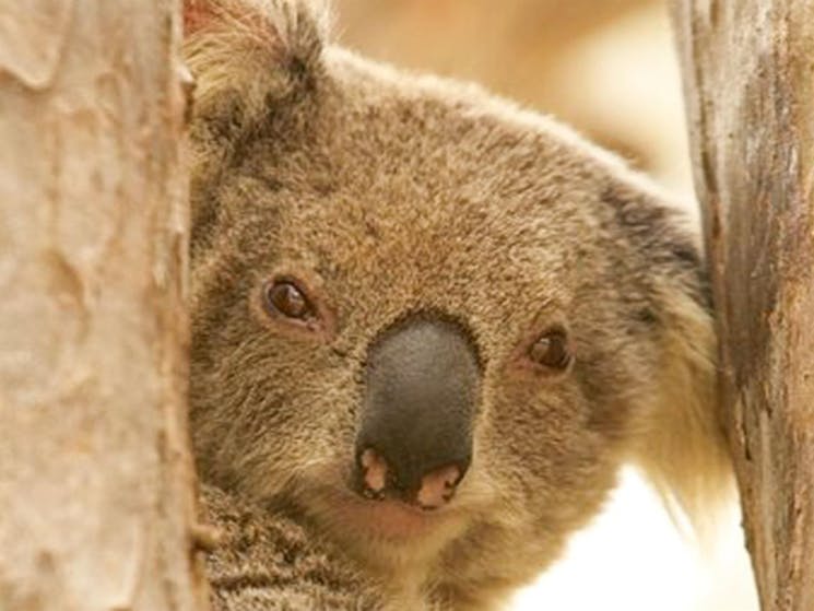 Koala in Koala Reserve, Murrumbidgee Valley Nature Reserve. Photo: OEH