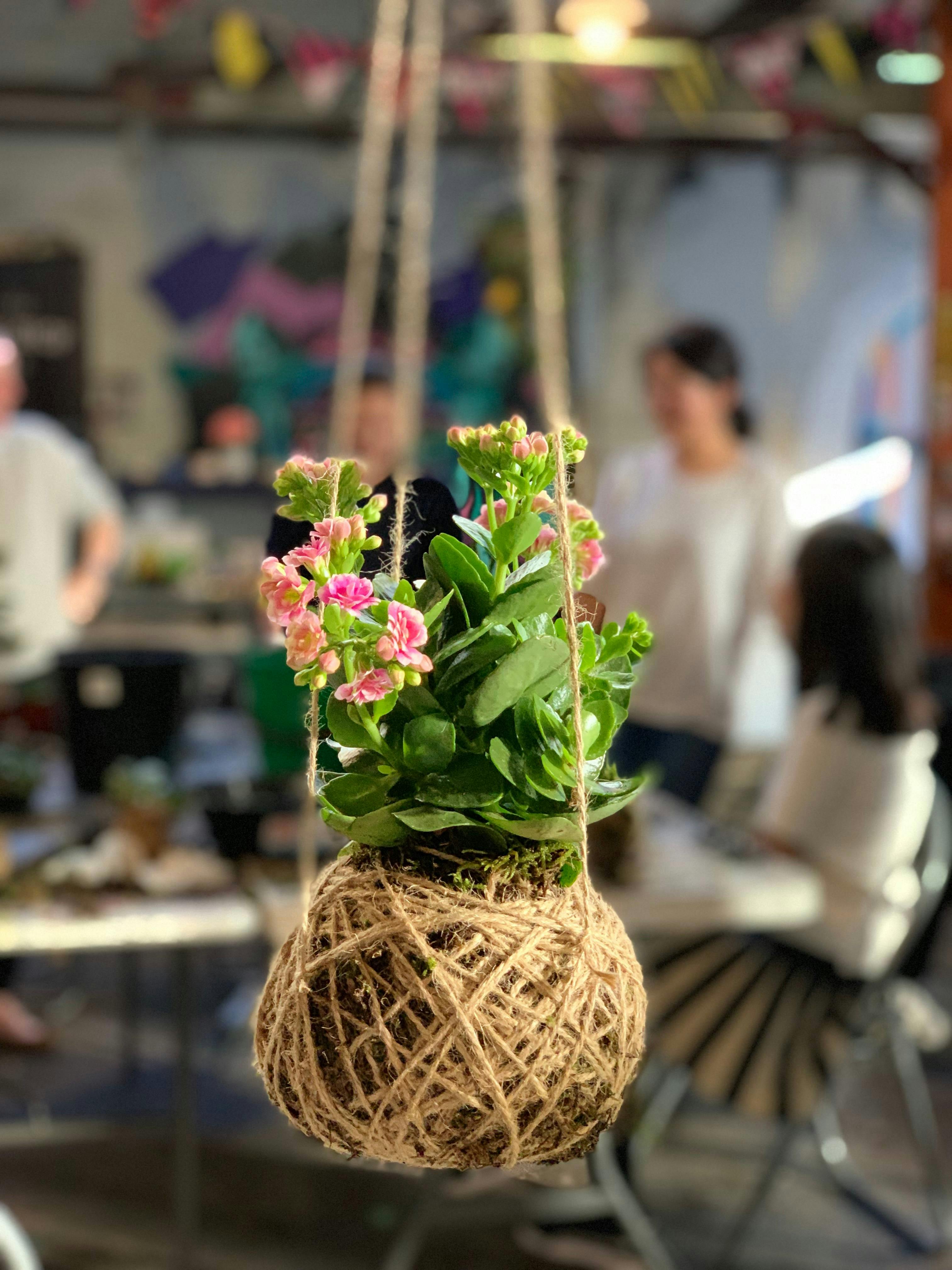 Kokedama Workshop | Sydney, Australia - Official Travel & Accommodation