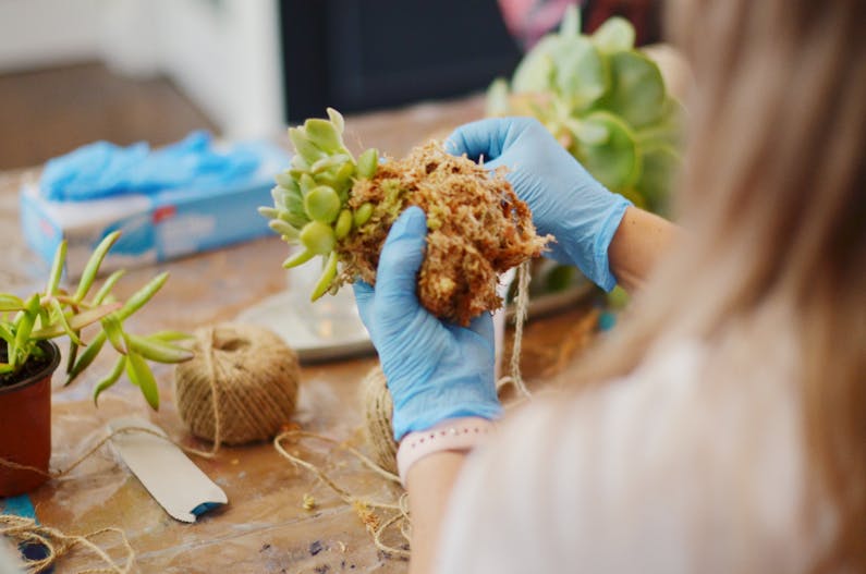 Image of the event 'Kokedama Workshop'