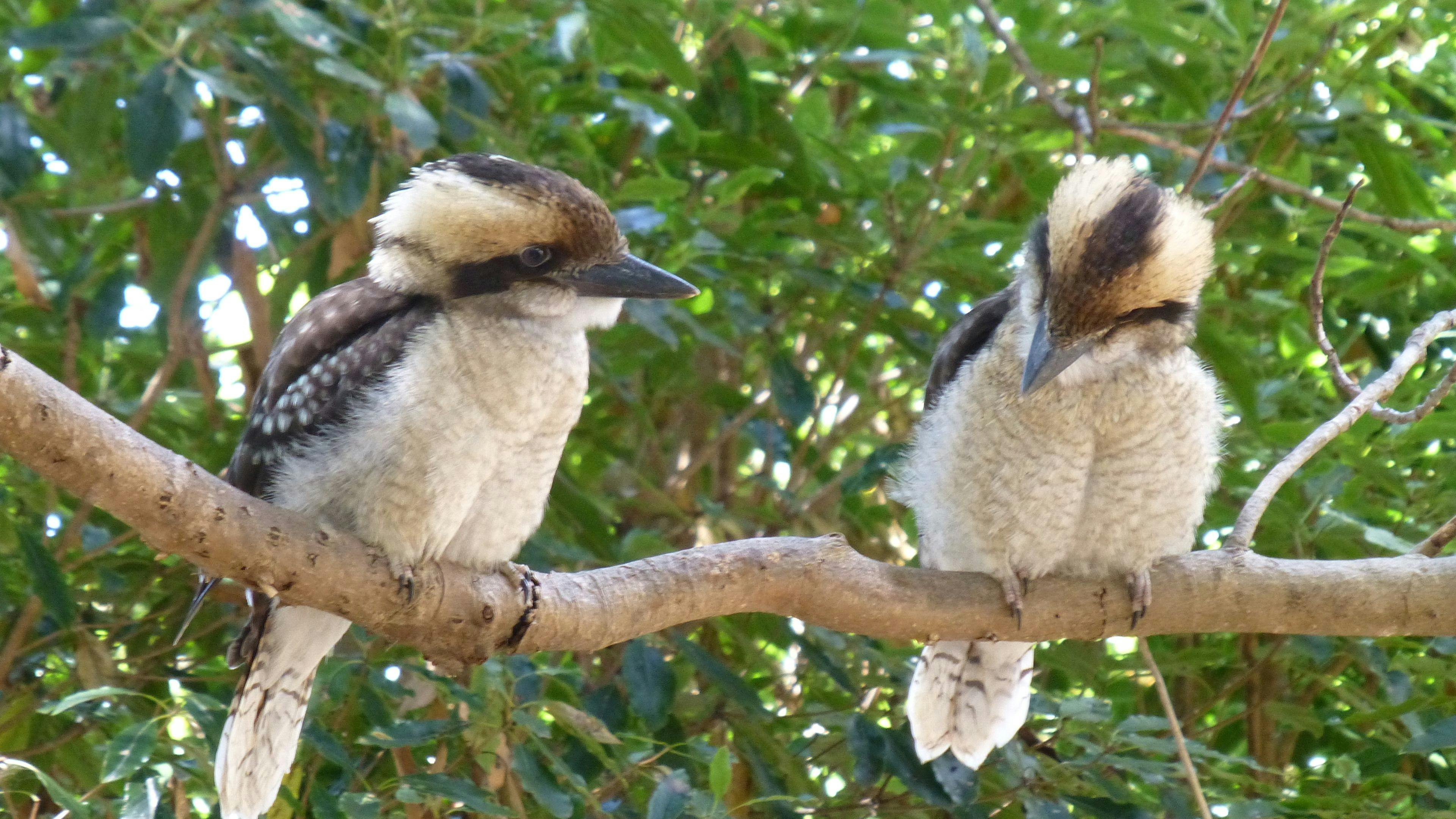 Kookaburra Camping and Caravan Park