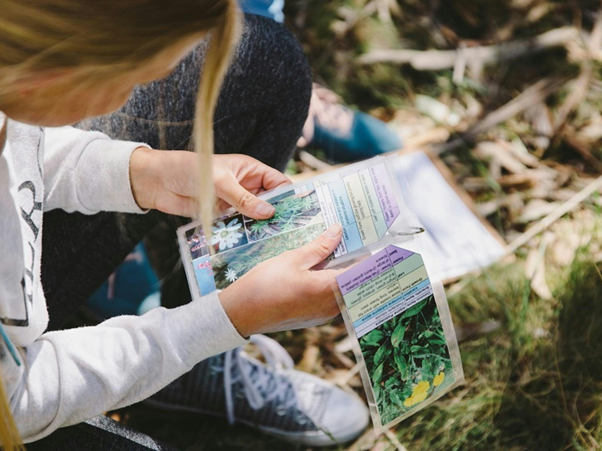 A child learning about local plants, Kosciuszko Discovery Centre, Kosciuszko National Park. Photo: