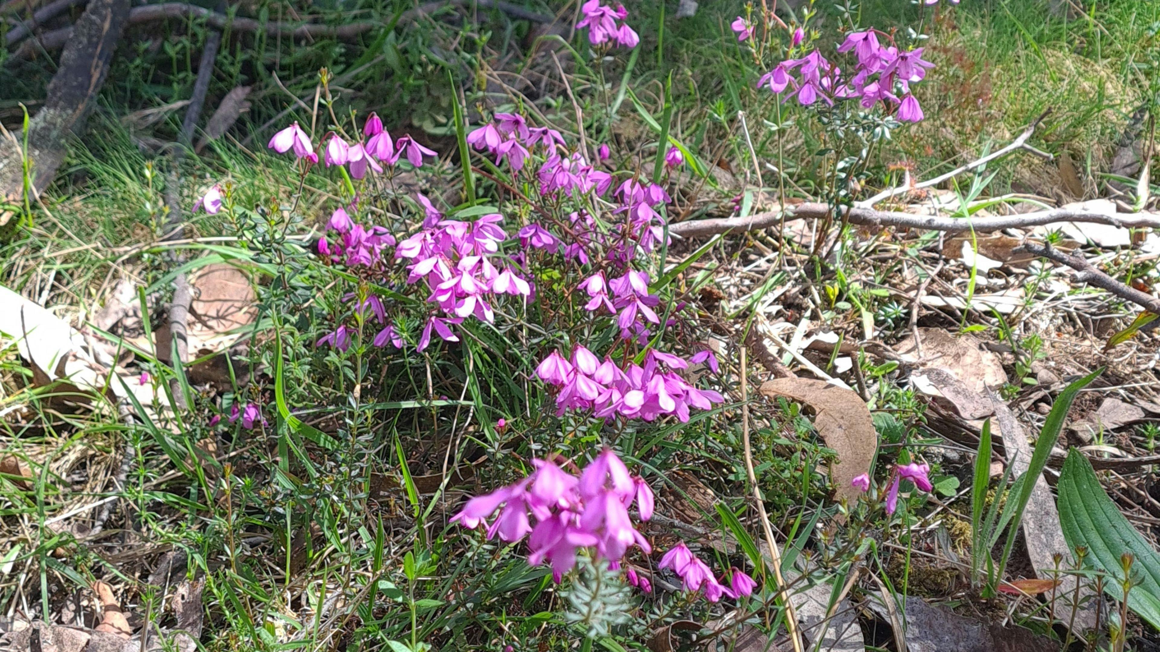 Image for Micalong Gorge