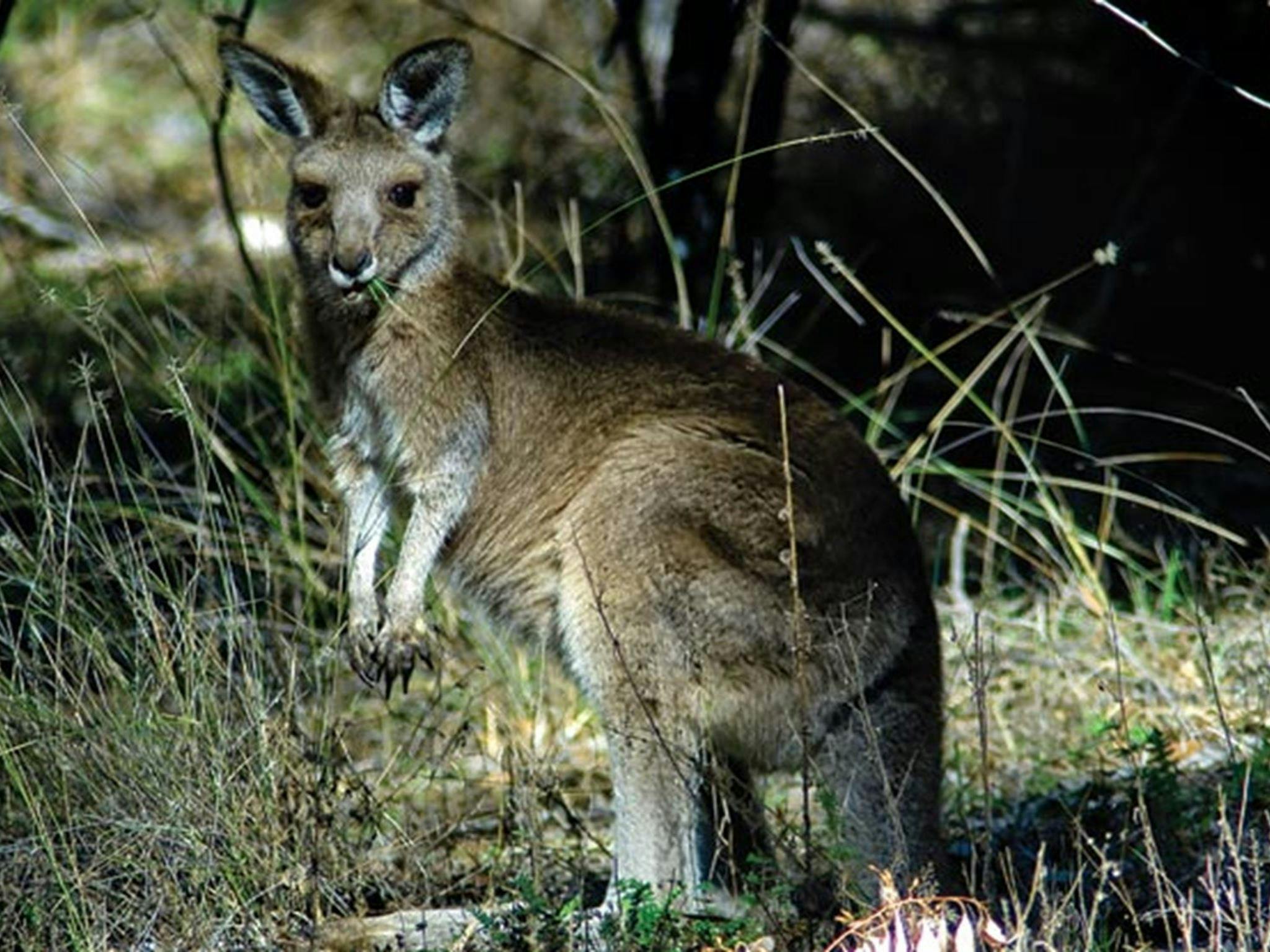 Macintyre Falls, kangaroos, Kwiambal National Park. Photo: Michael van Ewijk/NSW Government