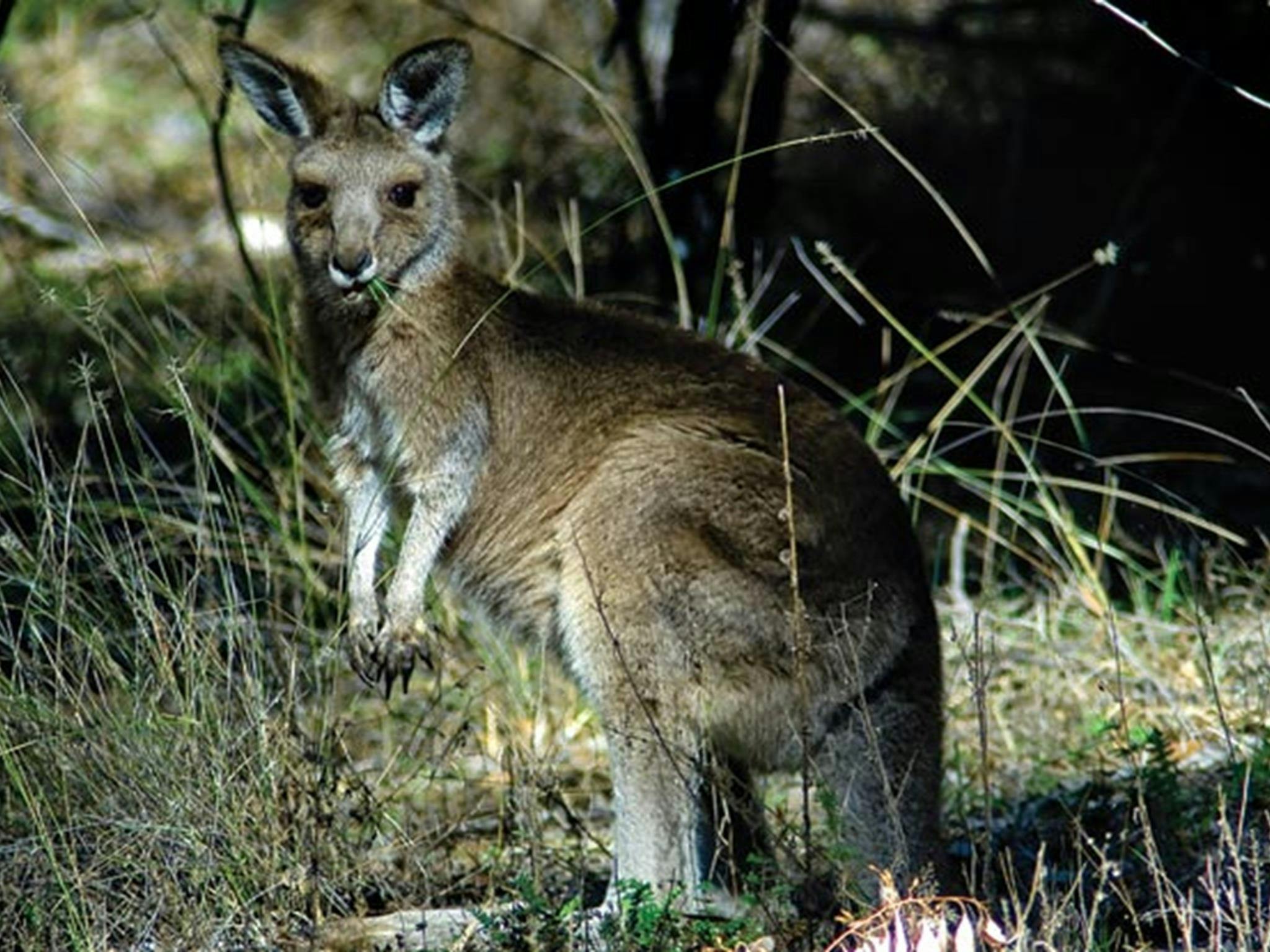 Macintyre Falls, kangaroos, Kwiambal National Park. Photo: Michael van Ewijk/NSW Government