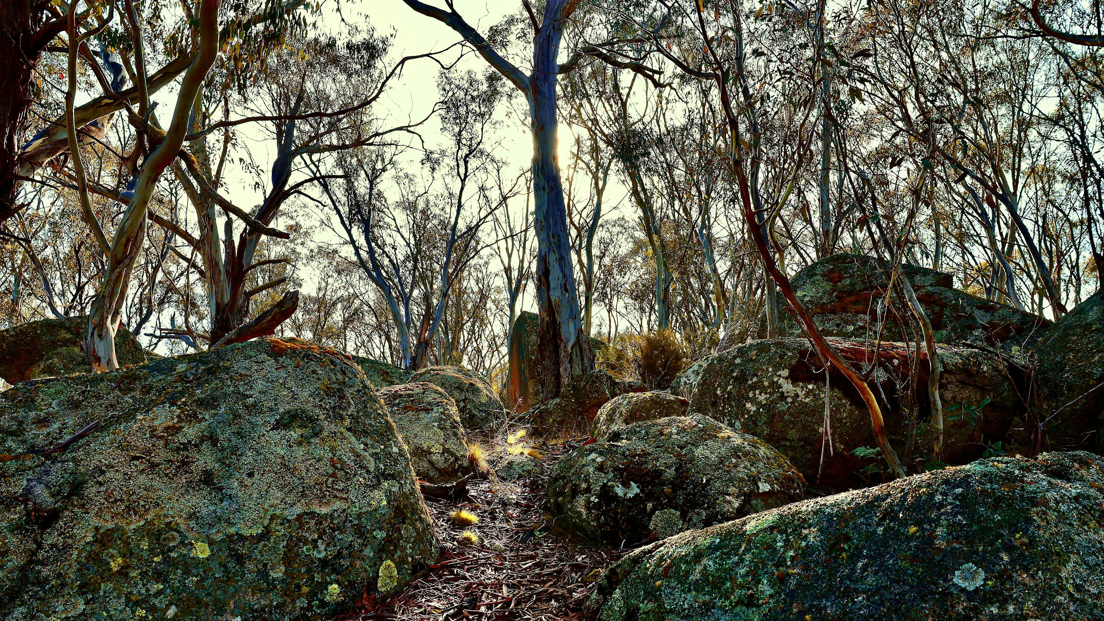 Dawn through the snow gums