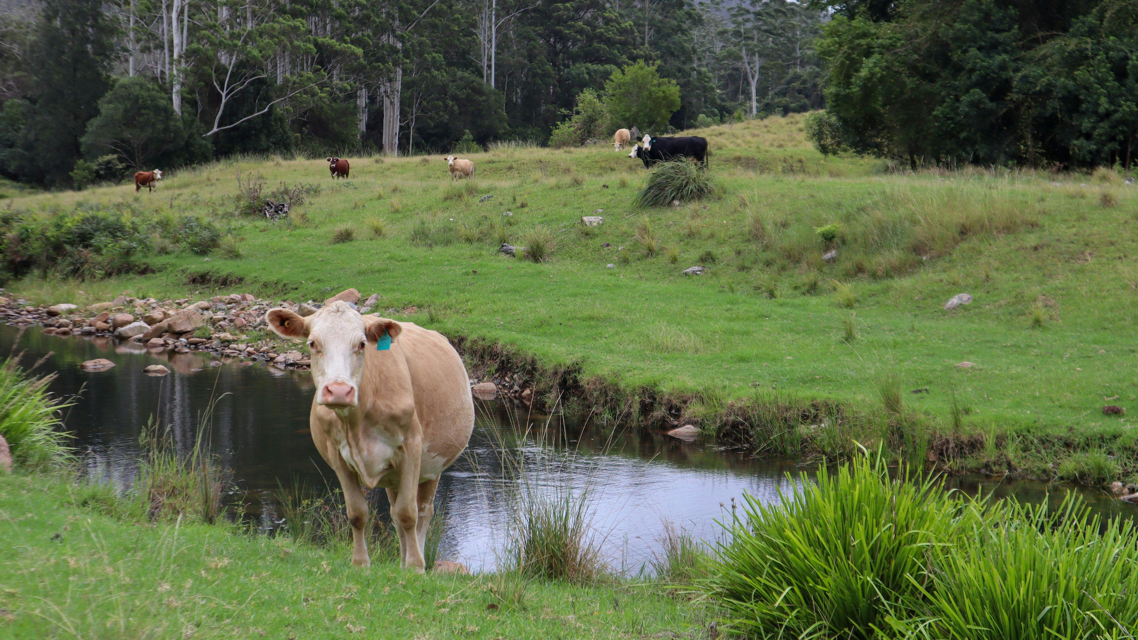 back paddock 