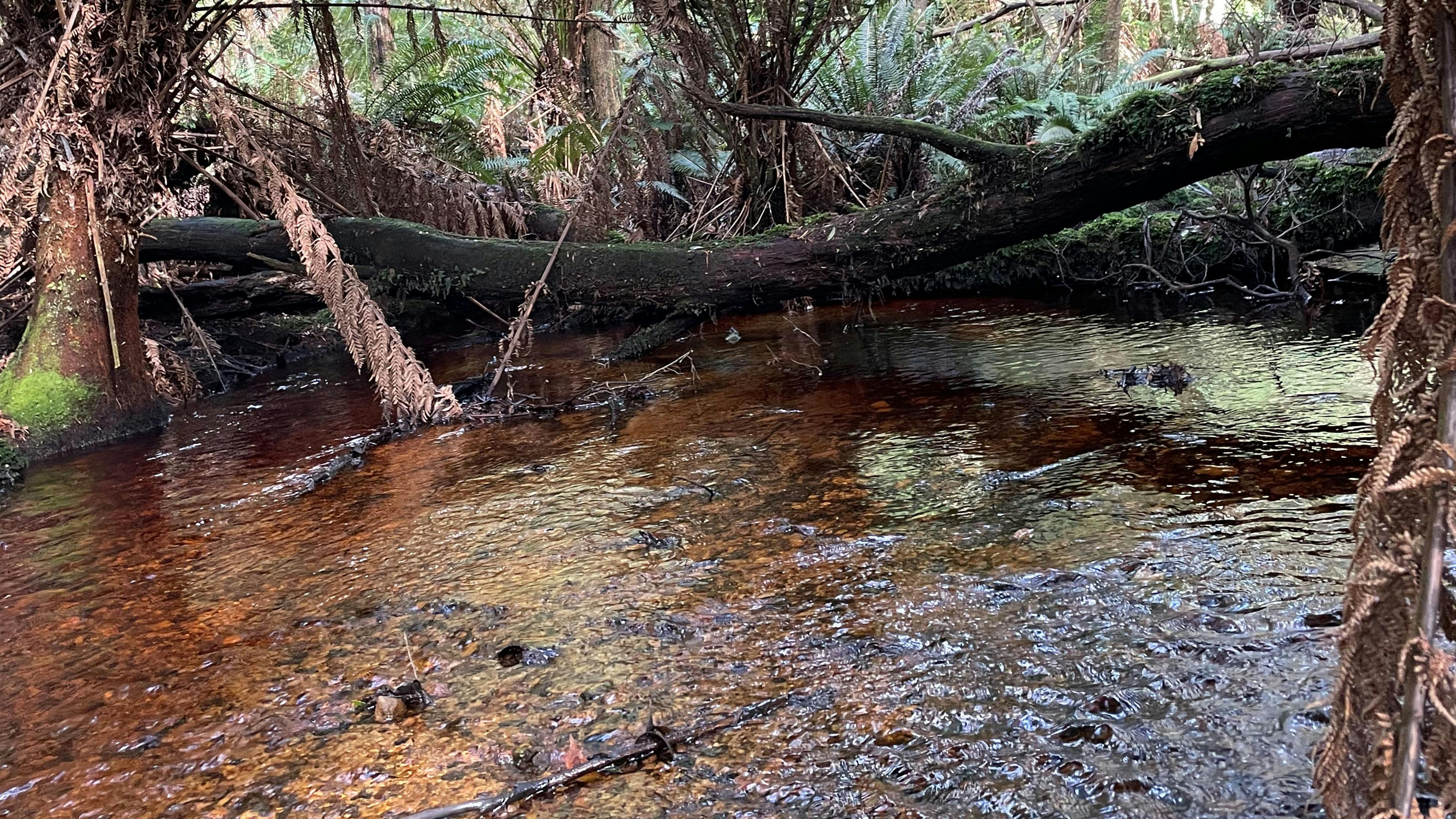 Creek running through property