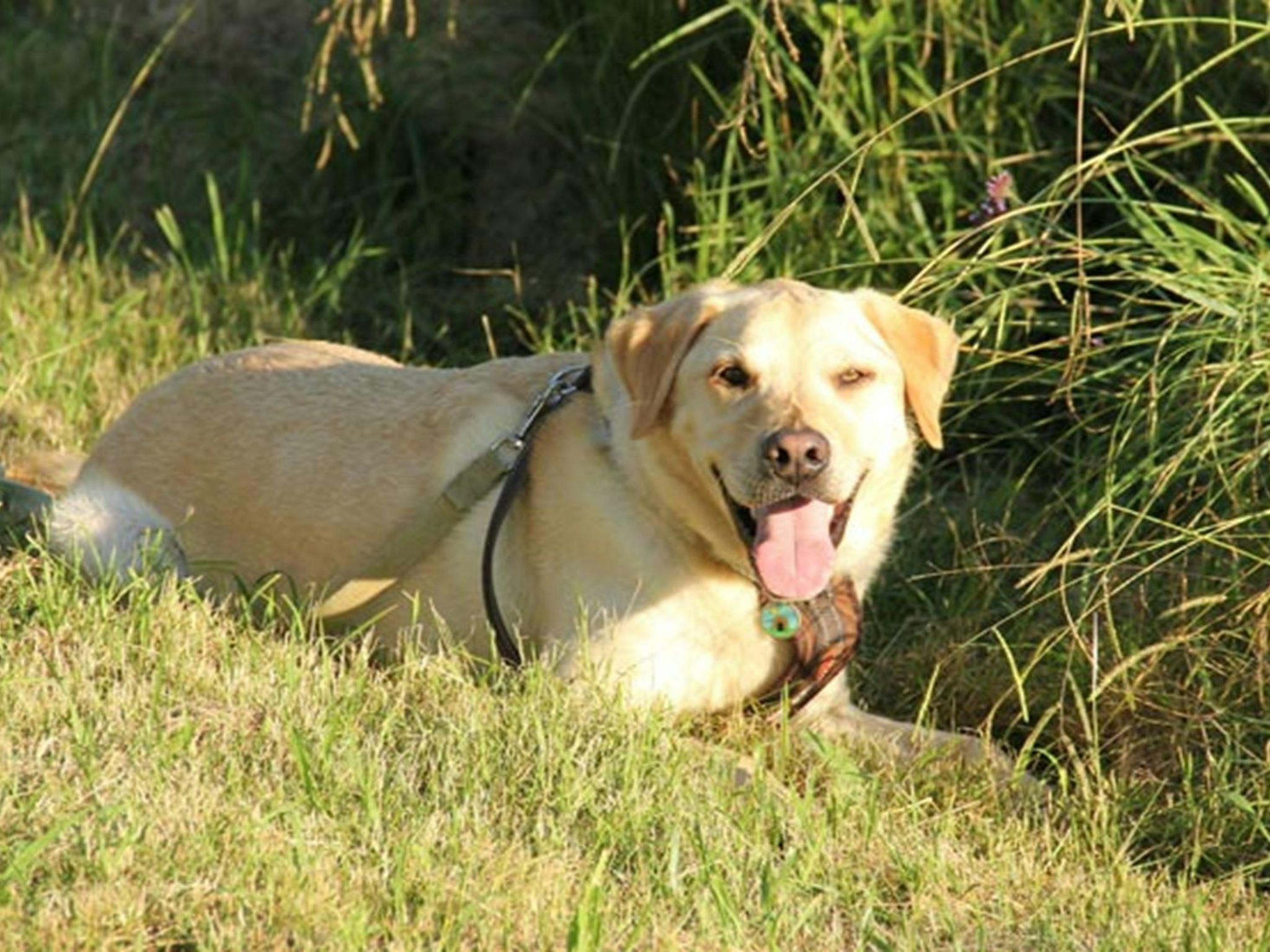 Dog in William Howe Regional Park. Photo: John Yurasek/OEH