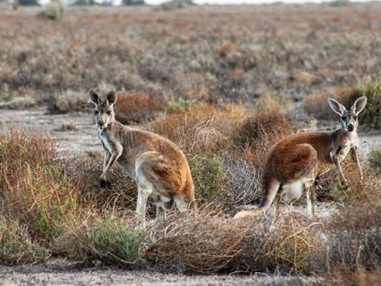 Two red kangaroos pause, surrounded by saltbush at Kalyarr National Park. Photo: Samantha Ellis
