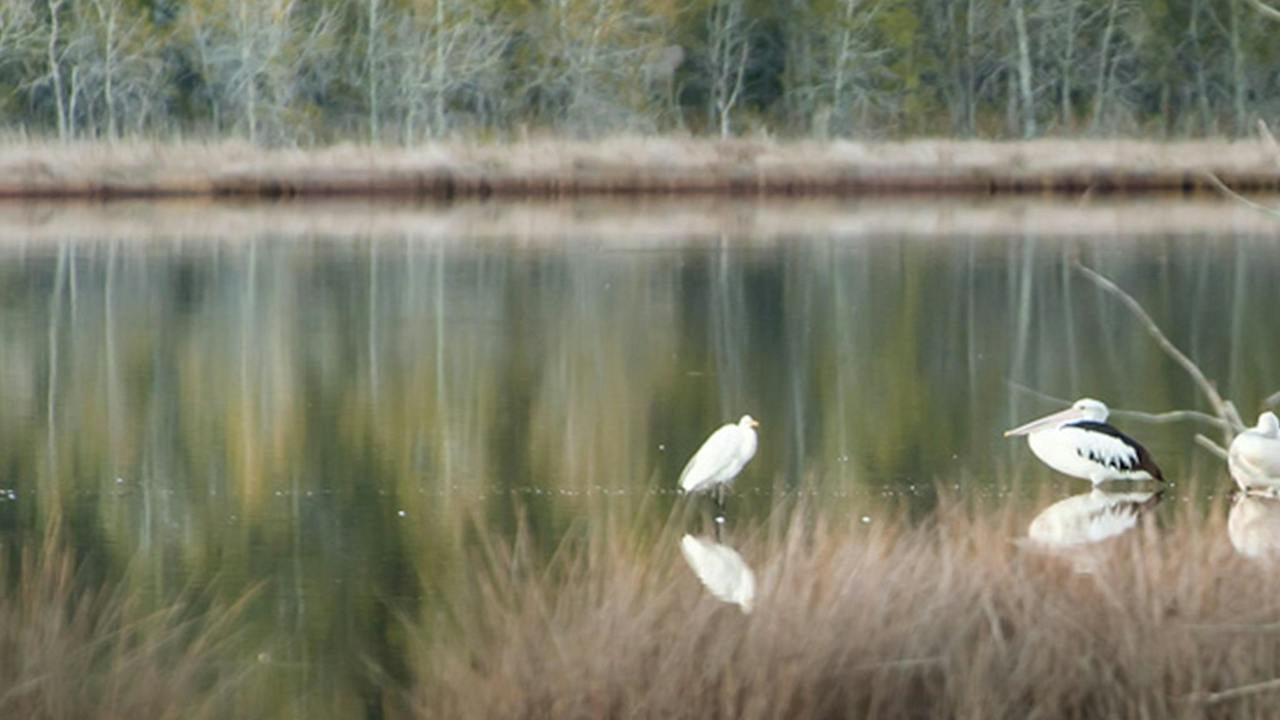 Pattimores Lagoon