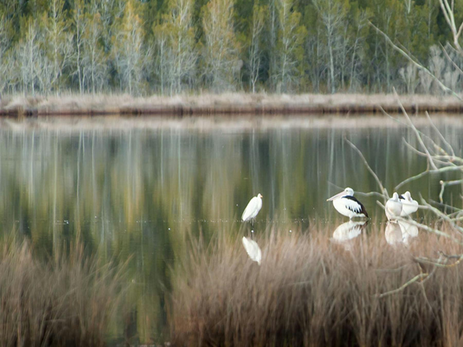 Pattimores Lagoon, Narrawallee National Park. Photo: Michael van Ewijk © OEH