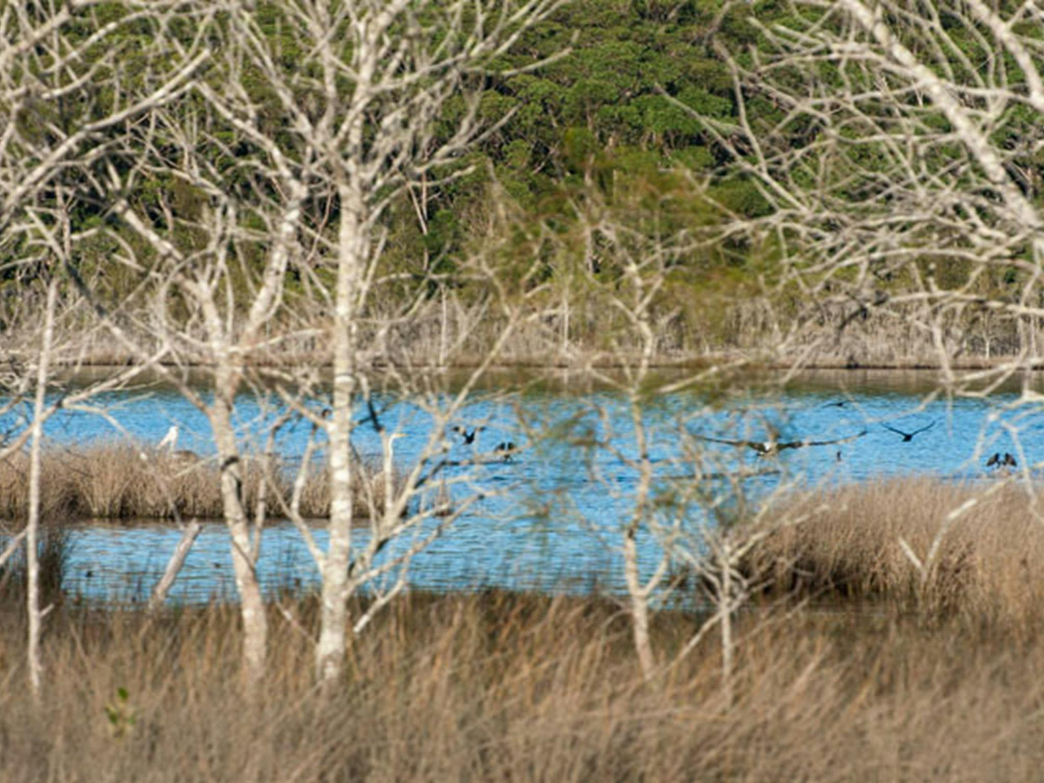 Pattimores Lagoon, Narrawallee National Park. Photo: Michael van Ewijk &copy; OEH