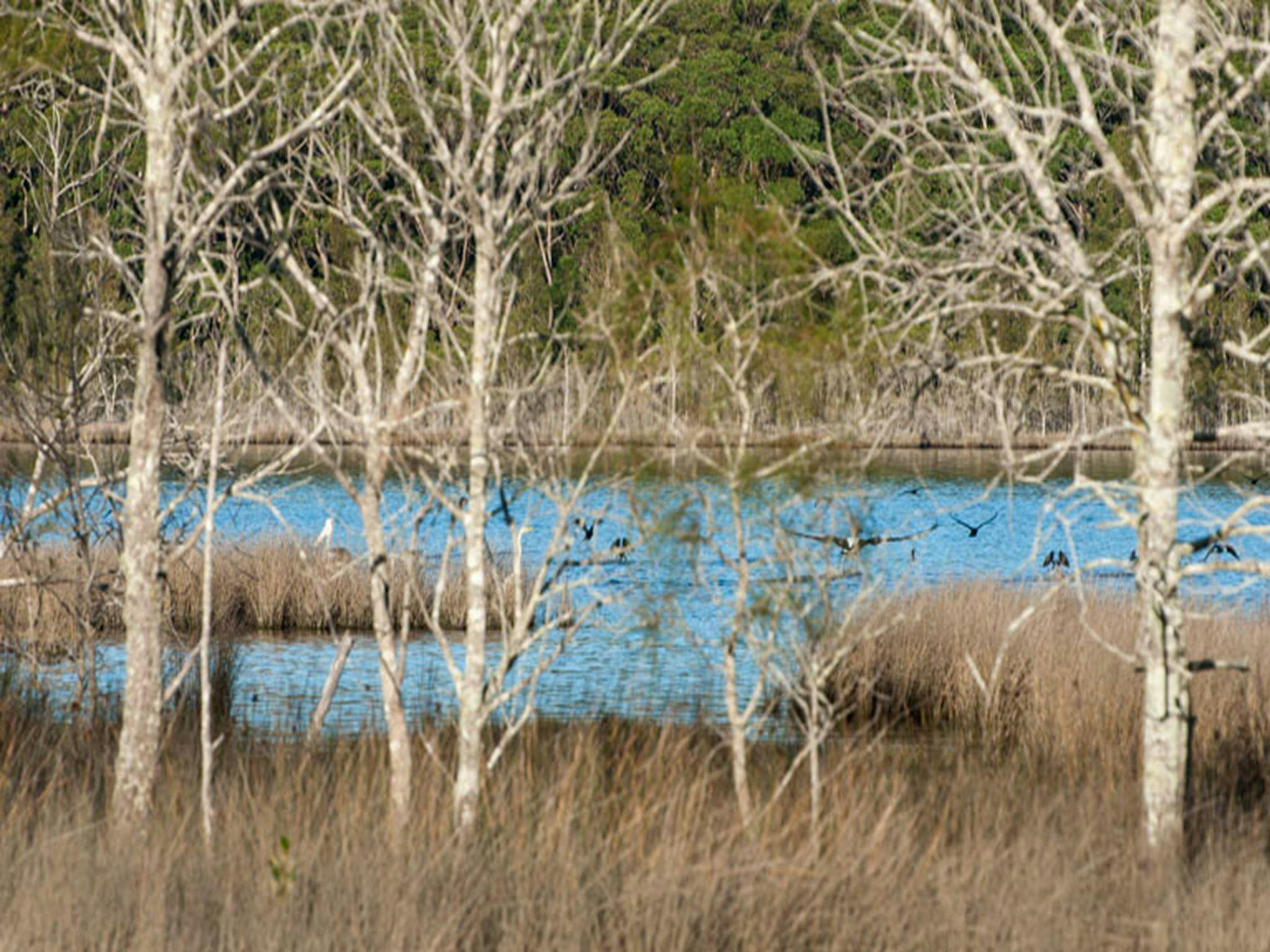 Pattimores Lagoon, Narrawallee National Park. Photo: Michael van Ewijk &copy; OEH