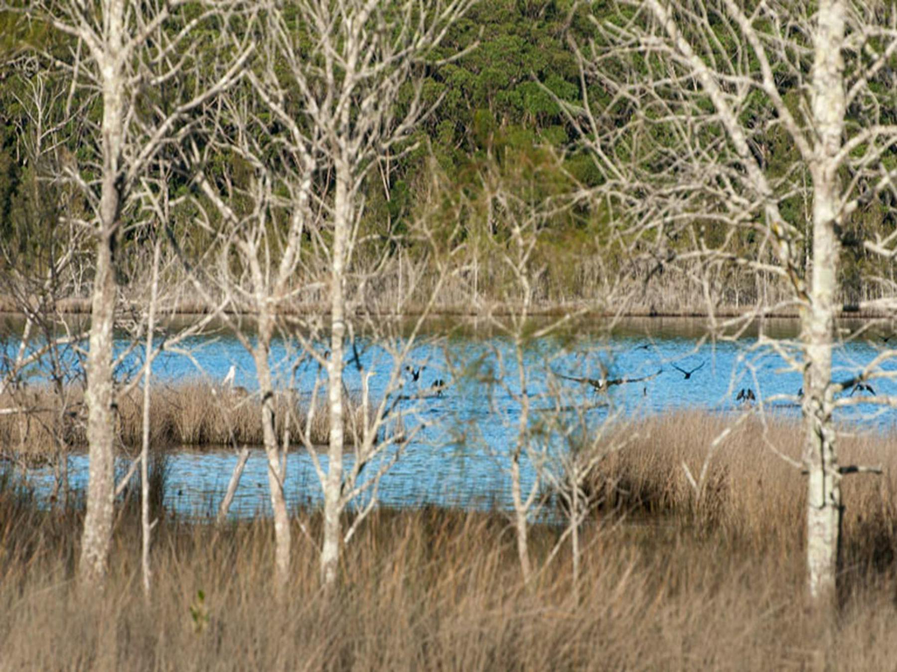 Pattimores Lagoon, Narrawallee National Park. Photo: Michael van Ewijk © OEH