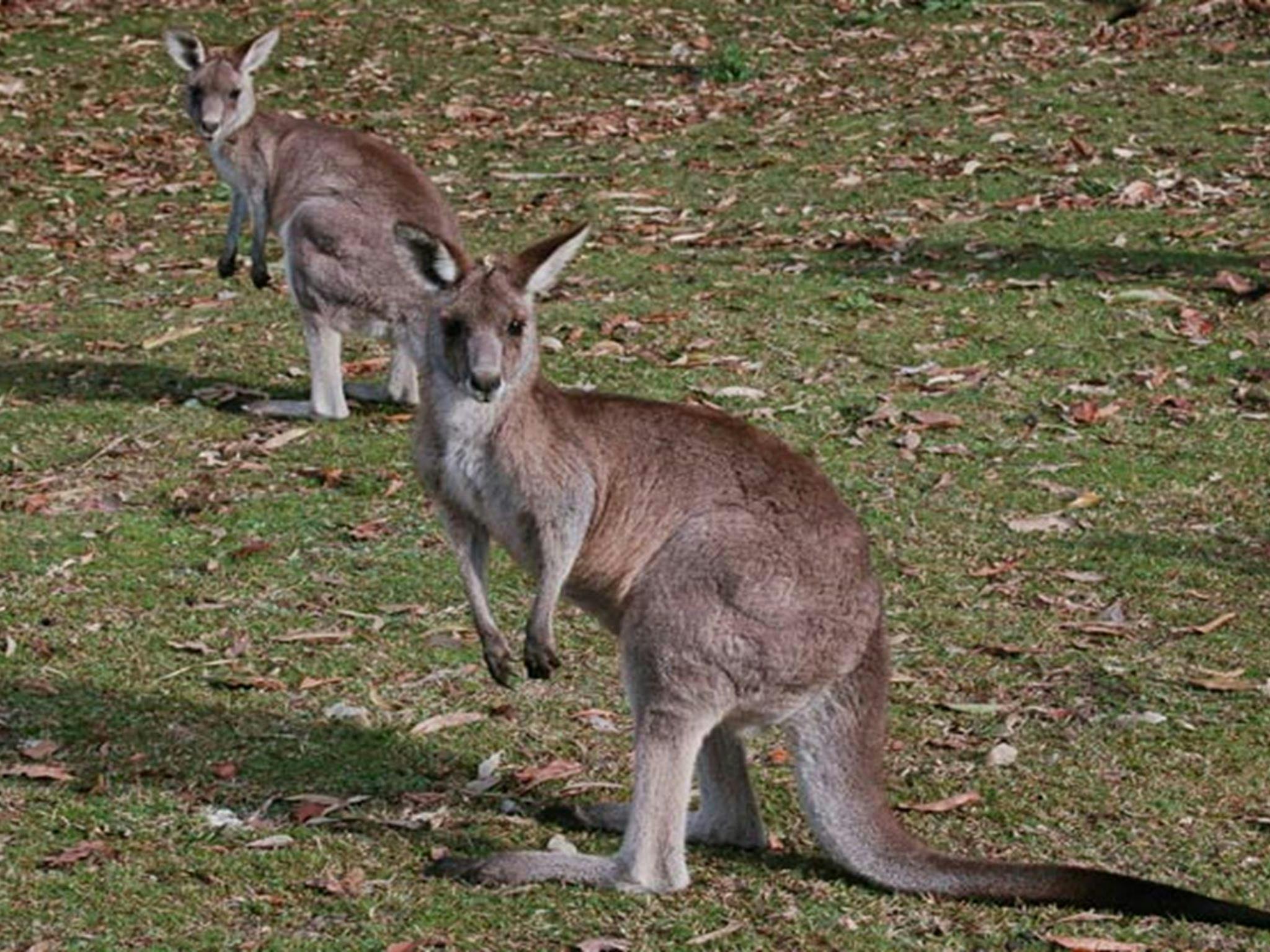 Kangaroo, Lake Macquarie State Conservation Area. Photo: Susan Davis/NSW Government