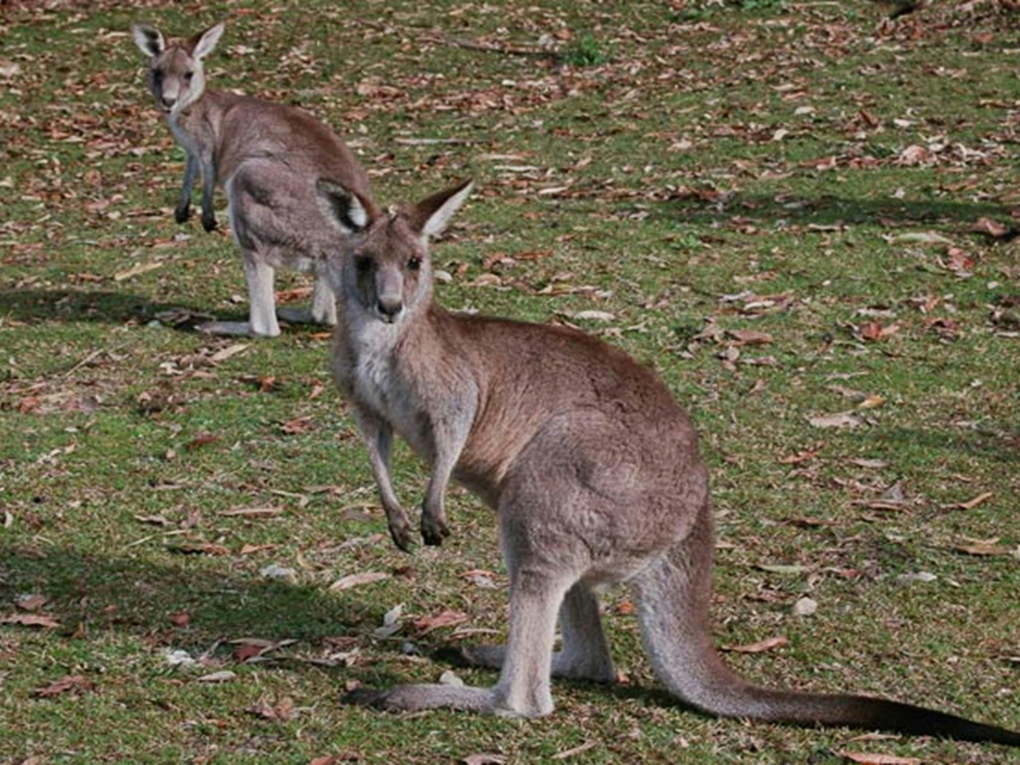Kangaroo, Lake Macquarie State Conservation Area. Photo: Susan Davis/NSW Government