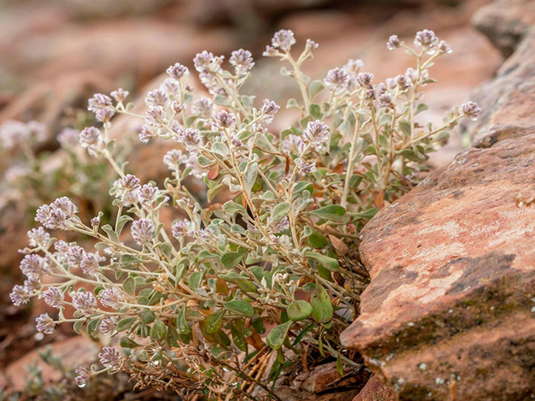 Silver-tails in bloom at Langidoon-Metford State Conservation Area. Credit: John Spencer &copy;