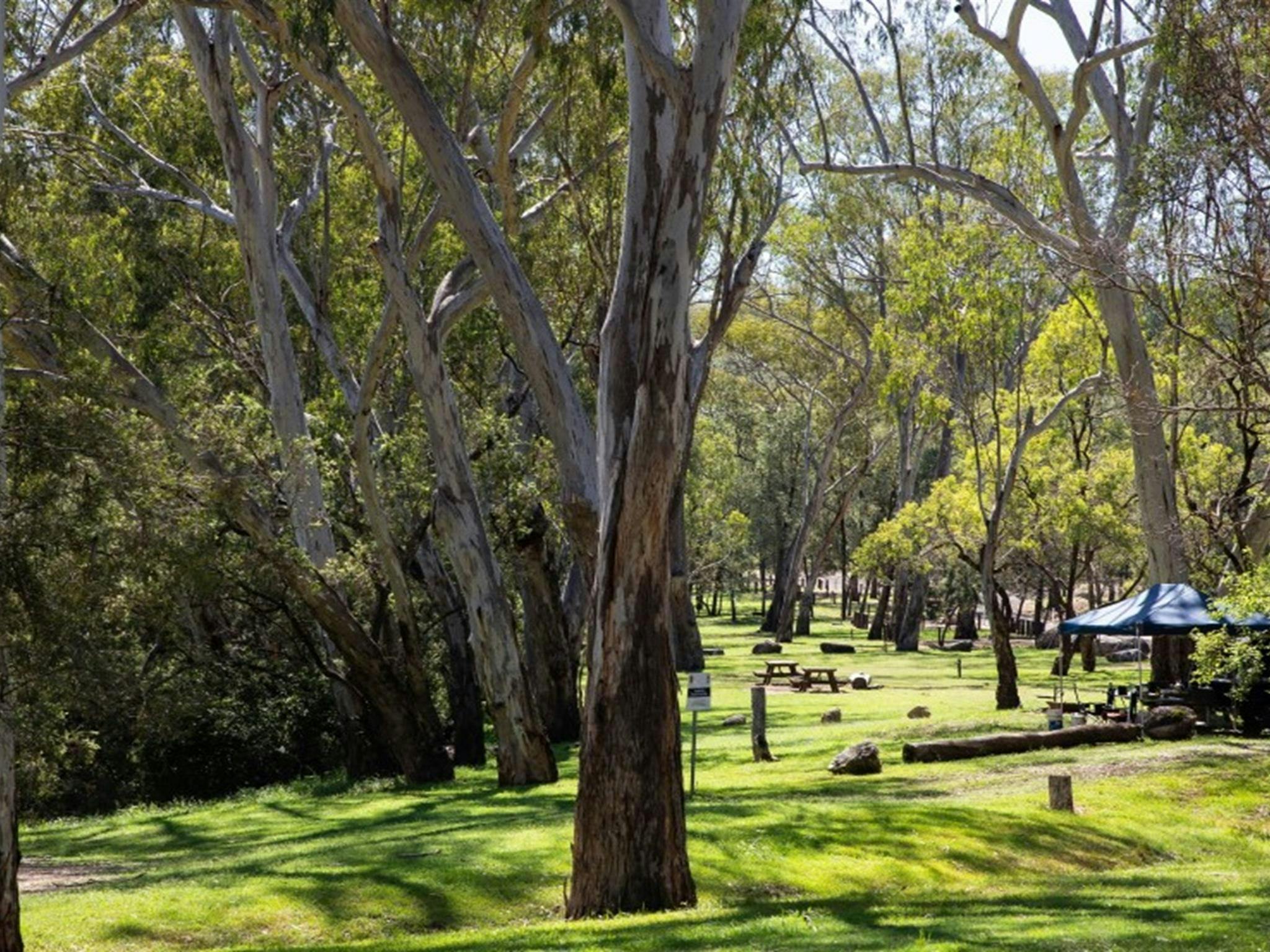 位于奎安巴尔国家公园的柠檬树平原露营地，远处可见一顶帐篷。照片：西蒙·斯科特