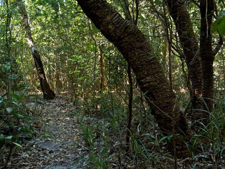 Lillypilly Loop track, Wyrrabalong National Park. Photo: John Spencer &copy; OEH